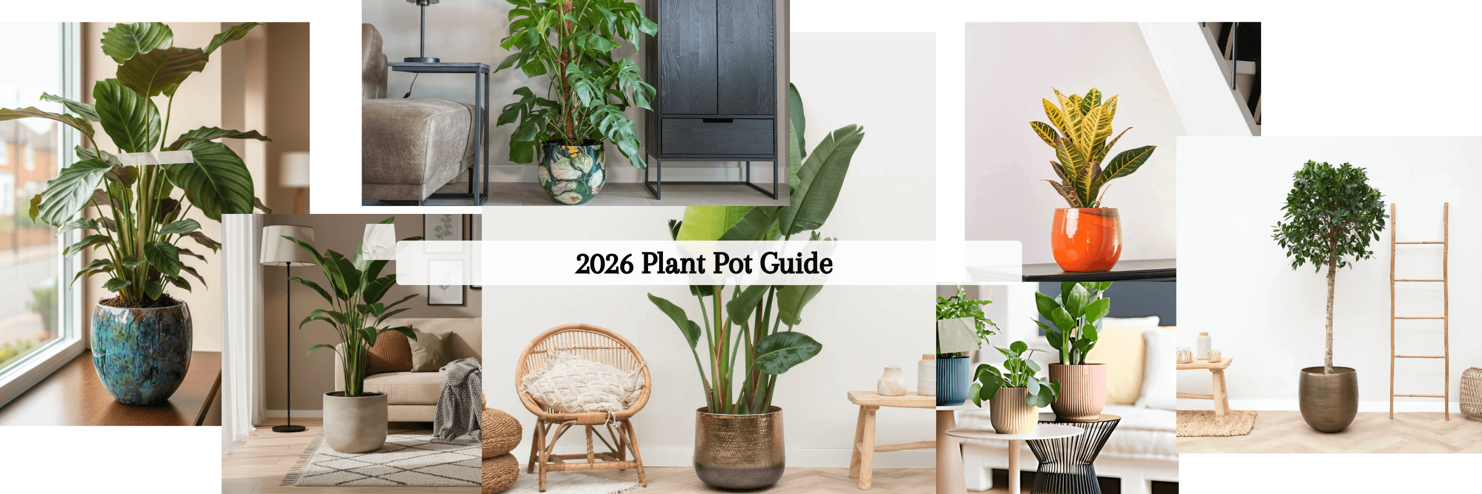 The Ultimate Guide to Plant Pots