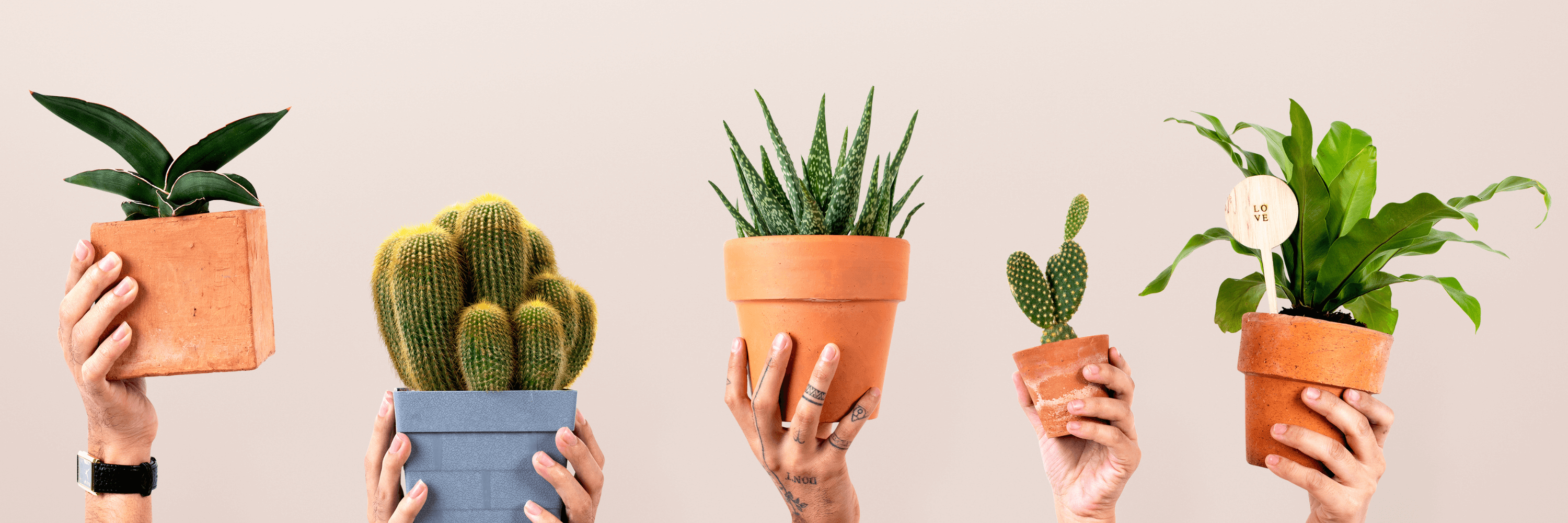 Spring Care Tips for Indoor Plants