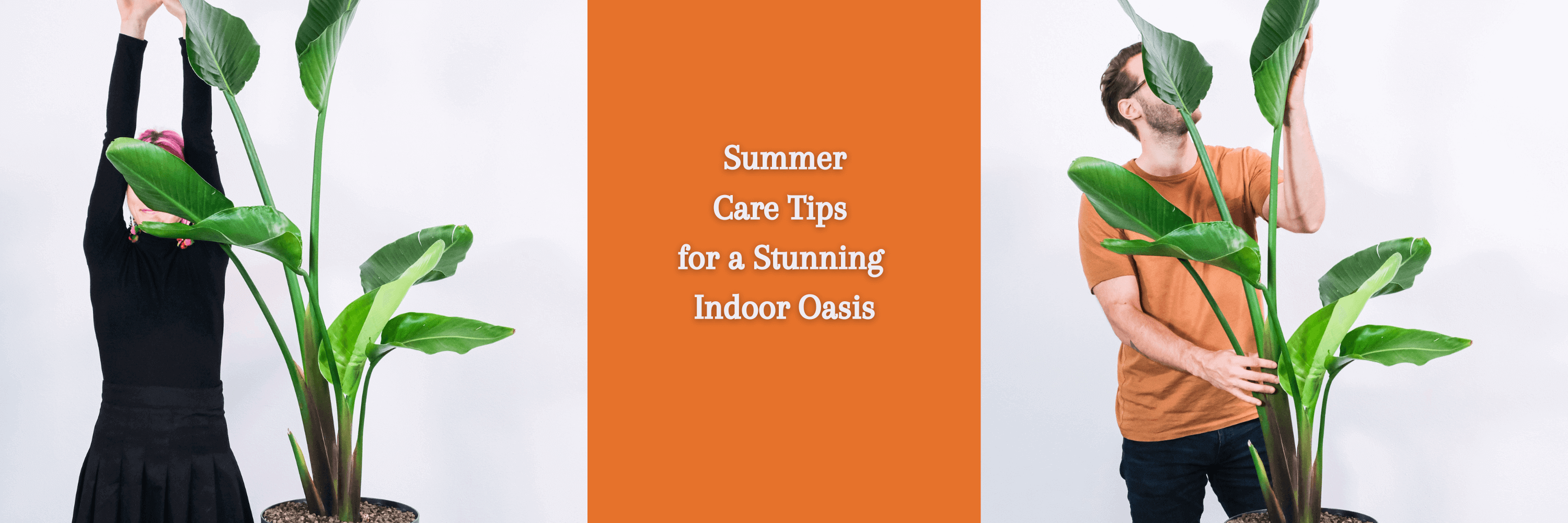 How to Care for Your Houseplants in Summer