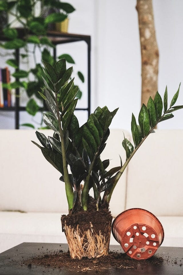 Spring Care Tips for Indoor Plants: It's time to give your indoor garden a boost of energy!