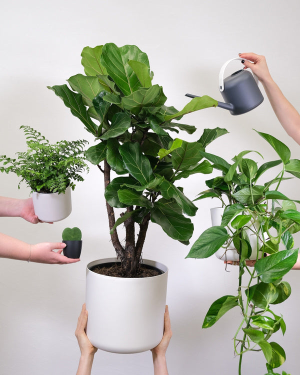 Essential Tips for Thriving Indoor Plants this Summer