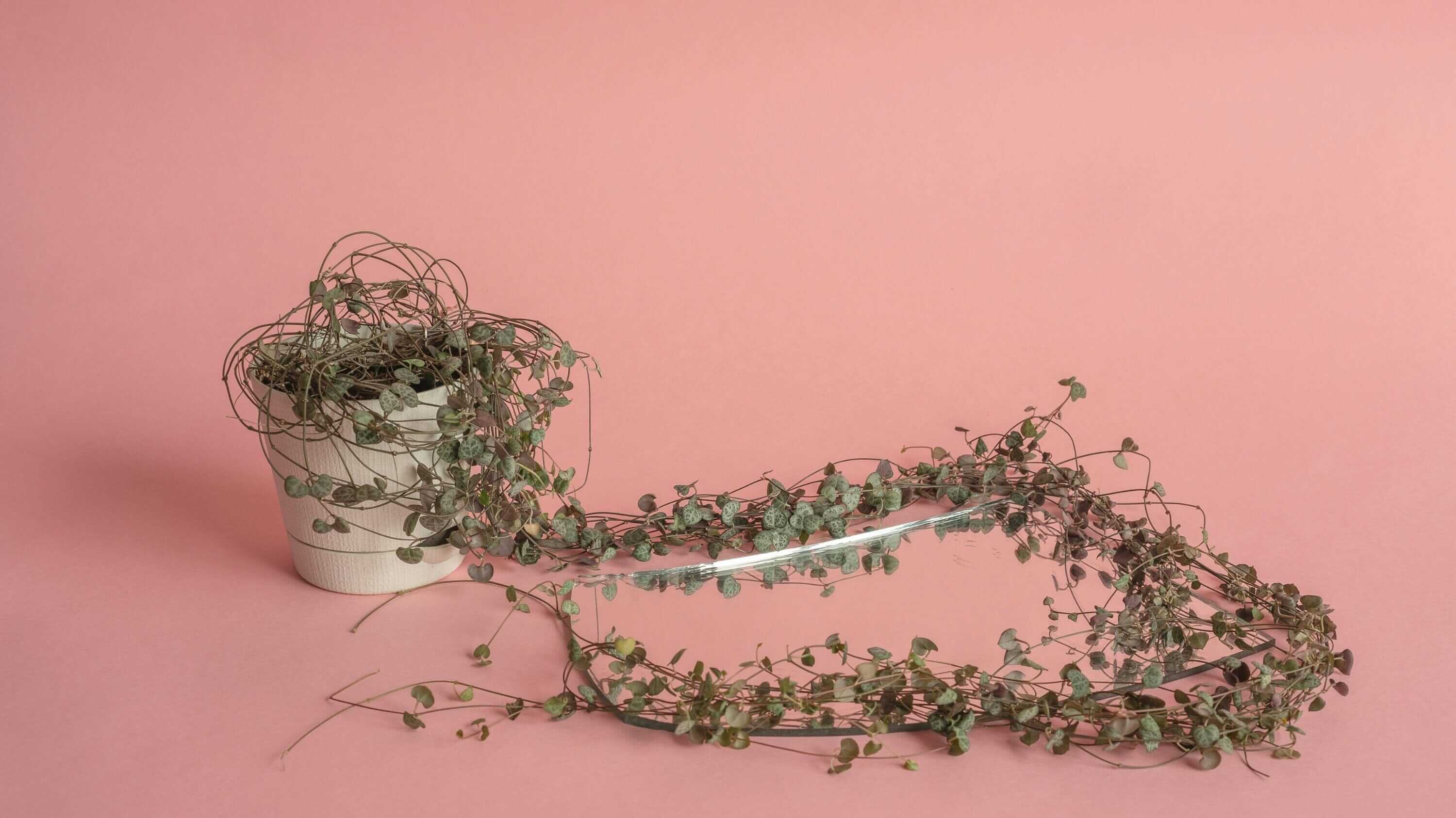 Hanging & Climbing Plants