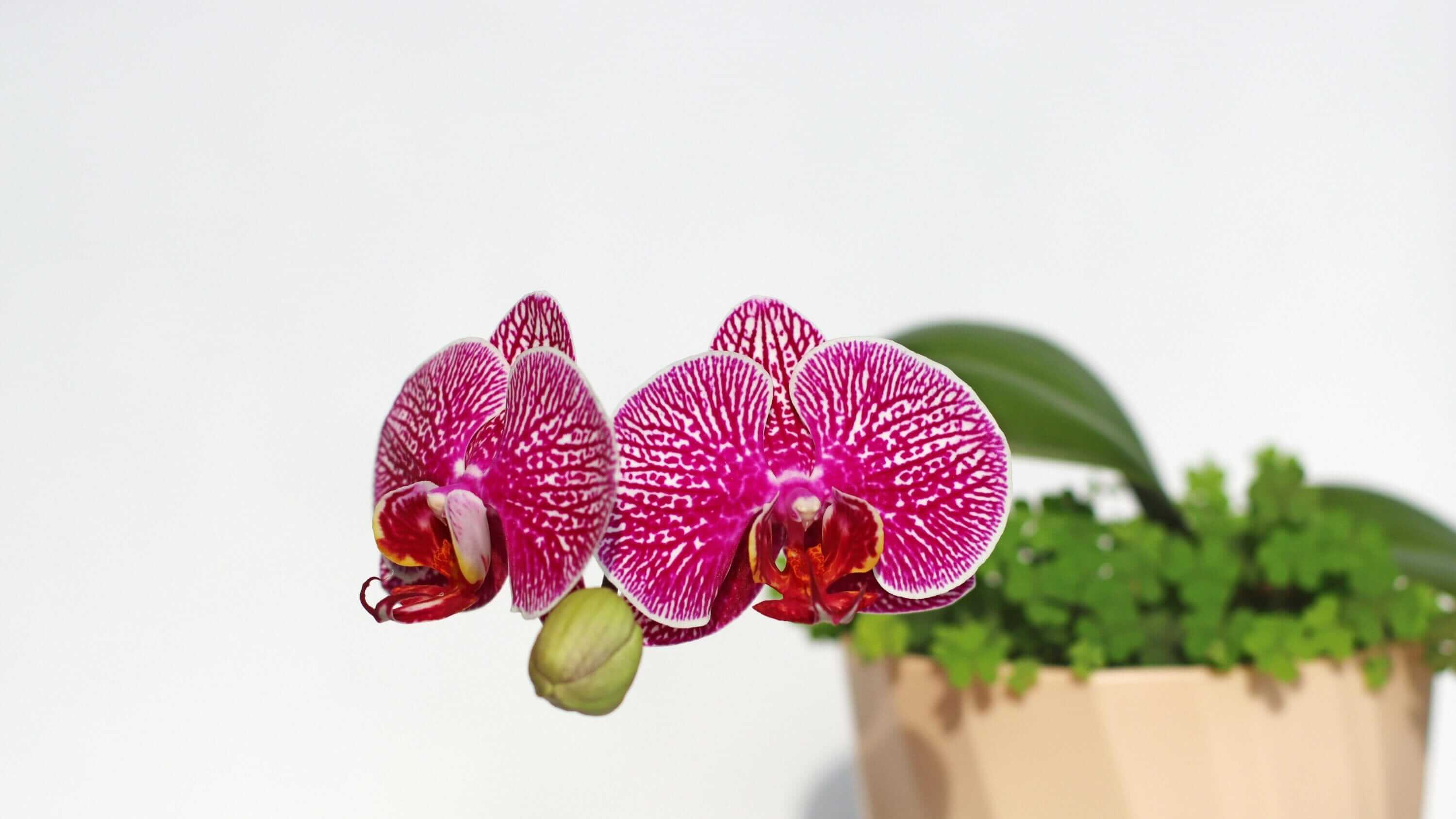 Orchid