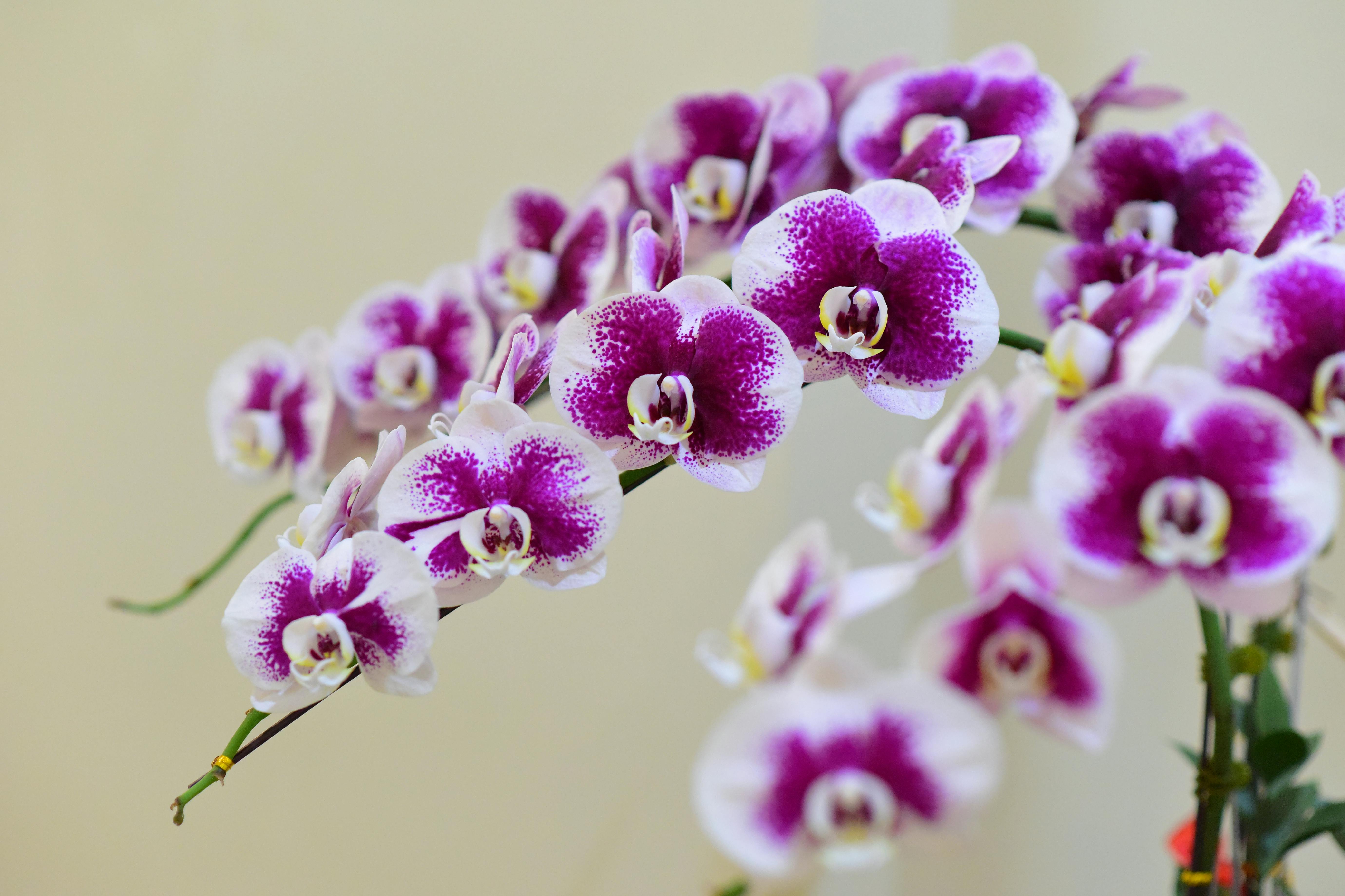 Orchid - Phalaenopsis Orchids - Rare Orchids