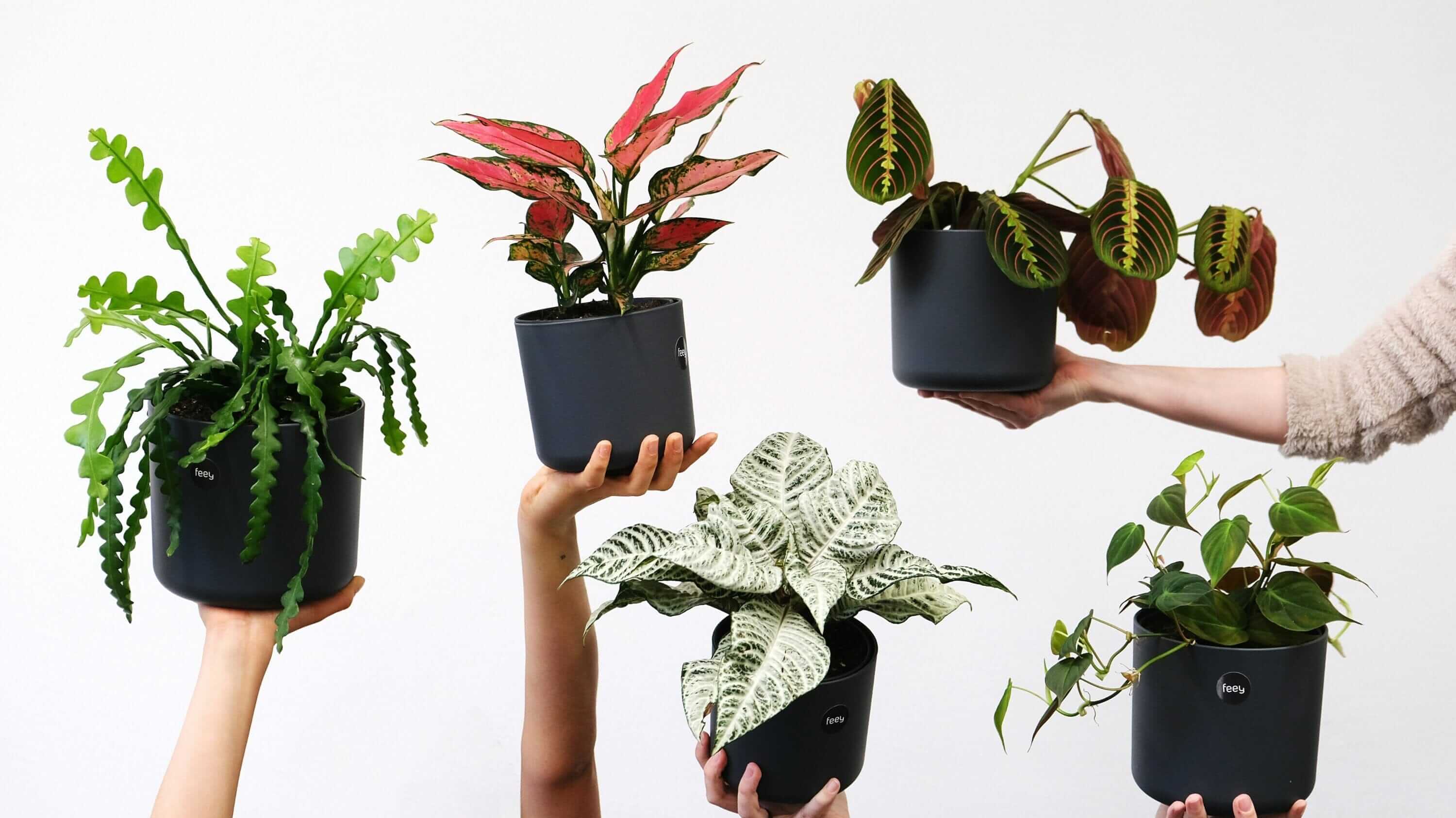 Indoor Plants & Houseplants | Shop Online