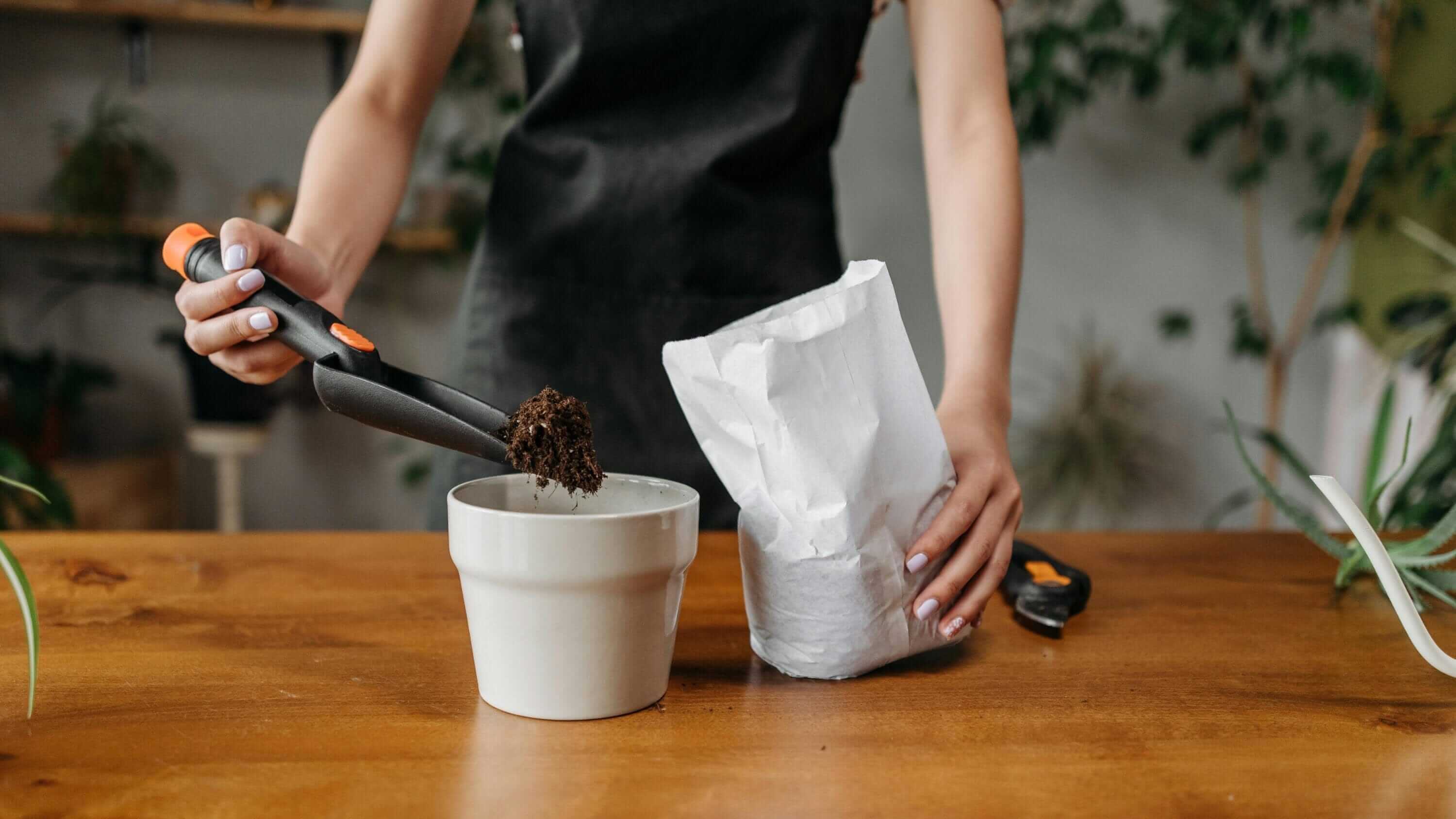 Houseplant Soil: Specialist Potting Mixes for Healthy Roots