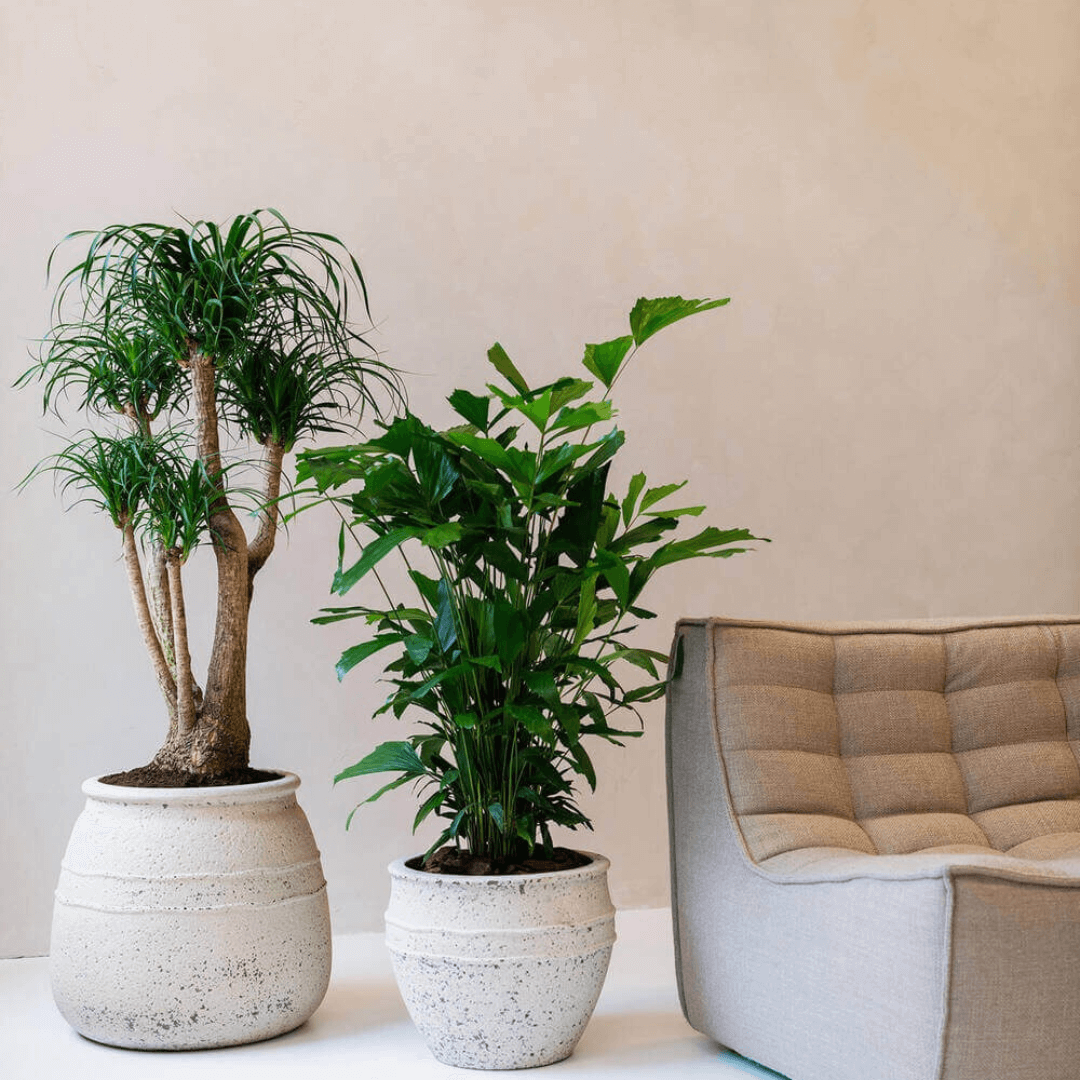 Athena Ficonstone Large Plant Pots, Chalk White, Indoor & Outdoor Plant Pot, 29cm - 41cm