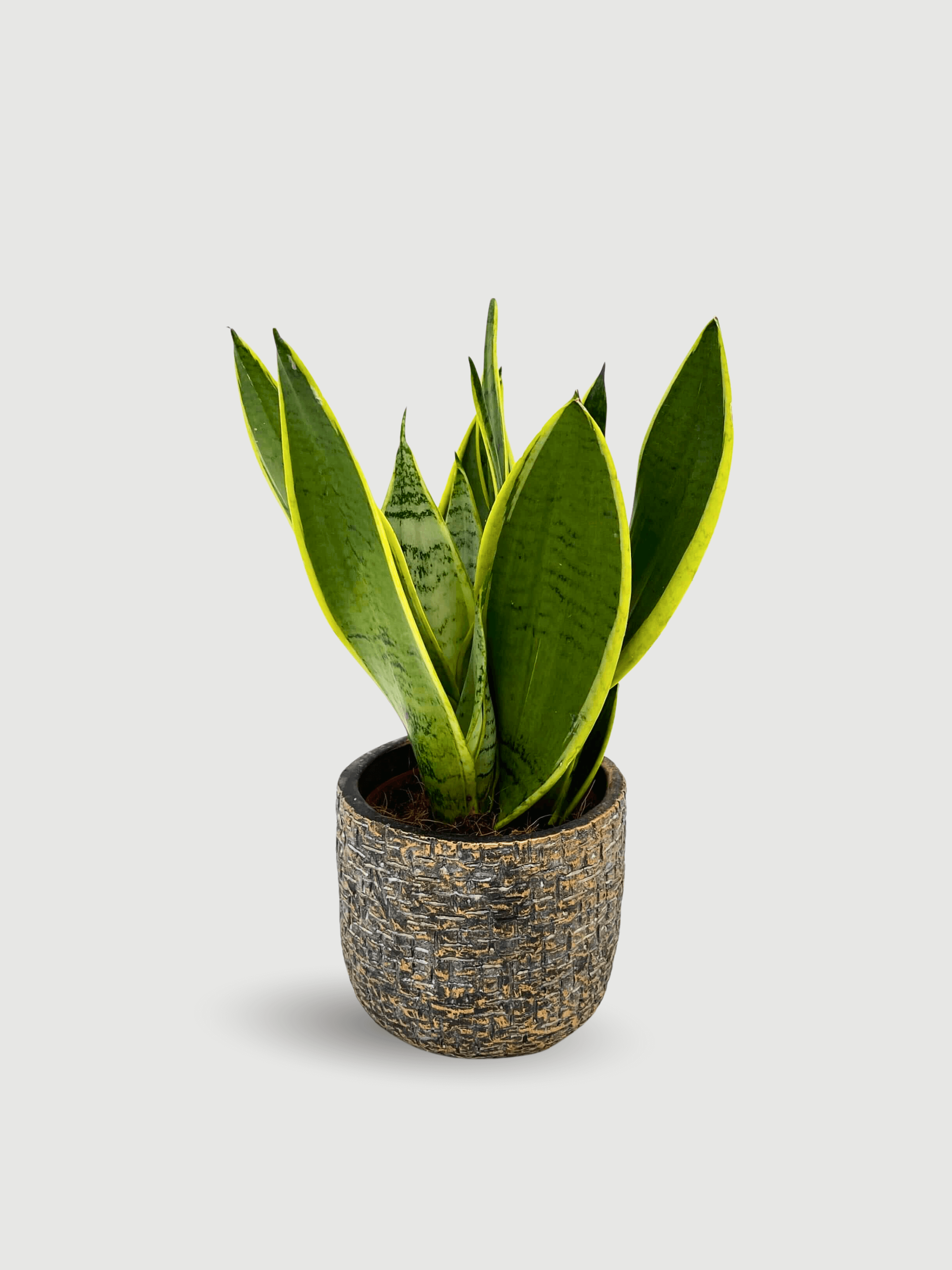 Sansevieria Trifasciata, Snow White, Easy Care Snake Plant, Air purifying plant