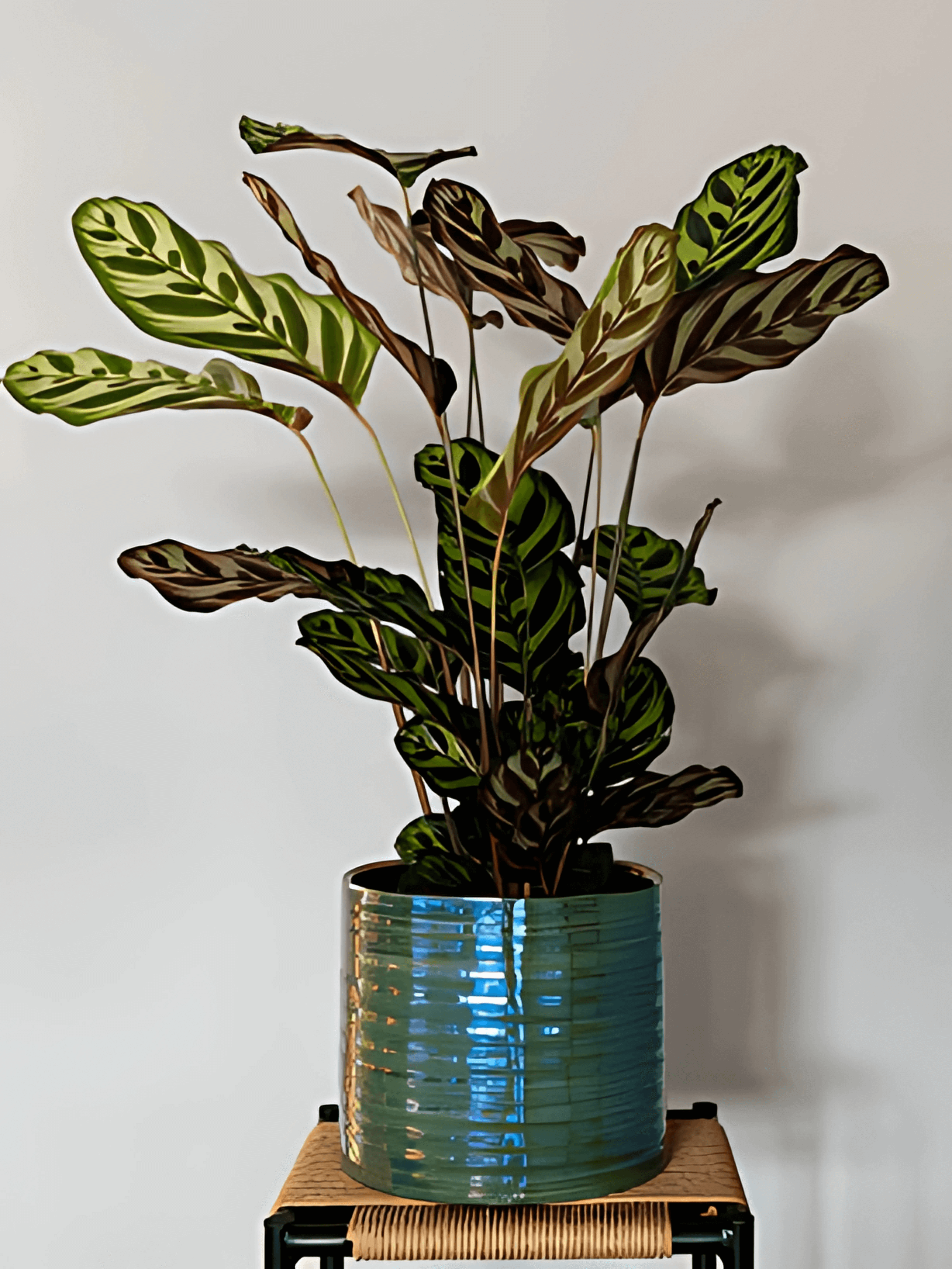 Green Ceramic Plant Pot Didi - Pearl Green - Indoor Plant Pot