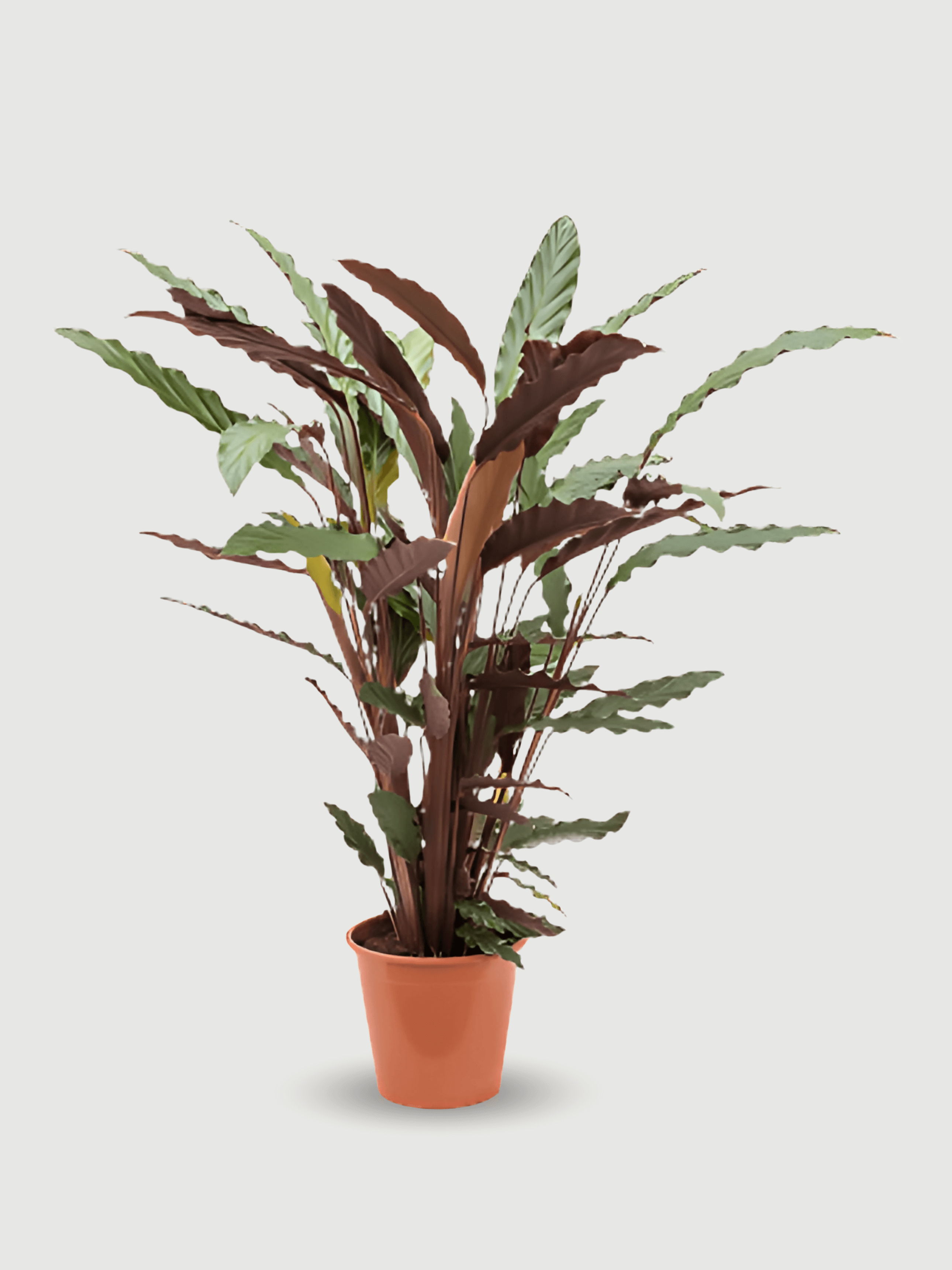 Calathea Wavestar – Pet-Friendly Tropical Houseplant with Wavy Foliage, Large Office Plant, 85cm