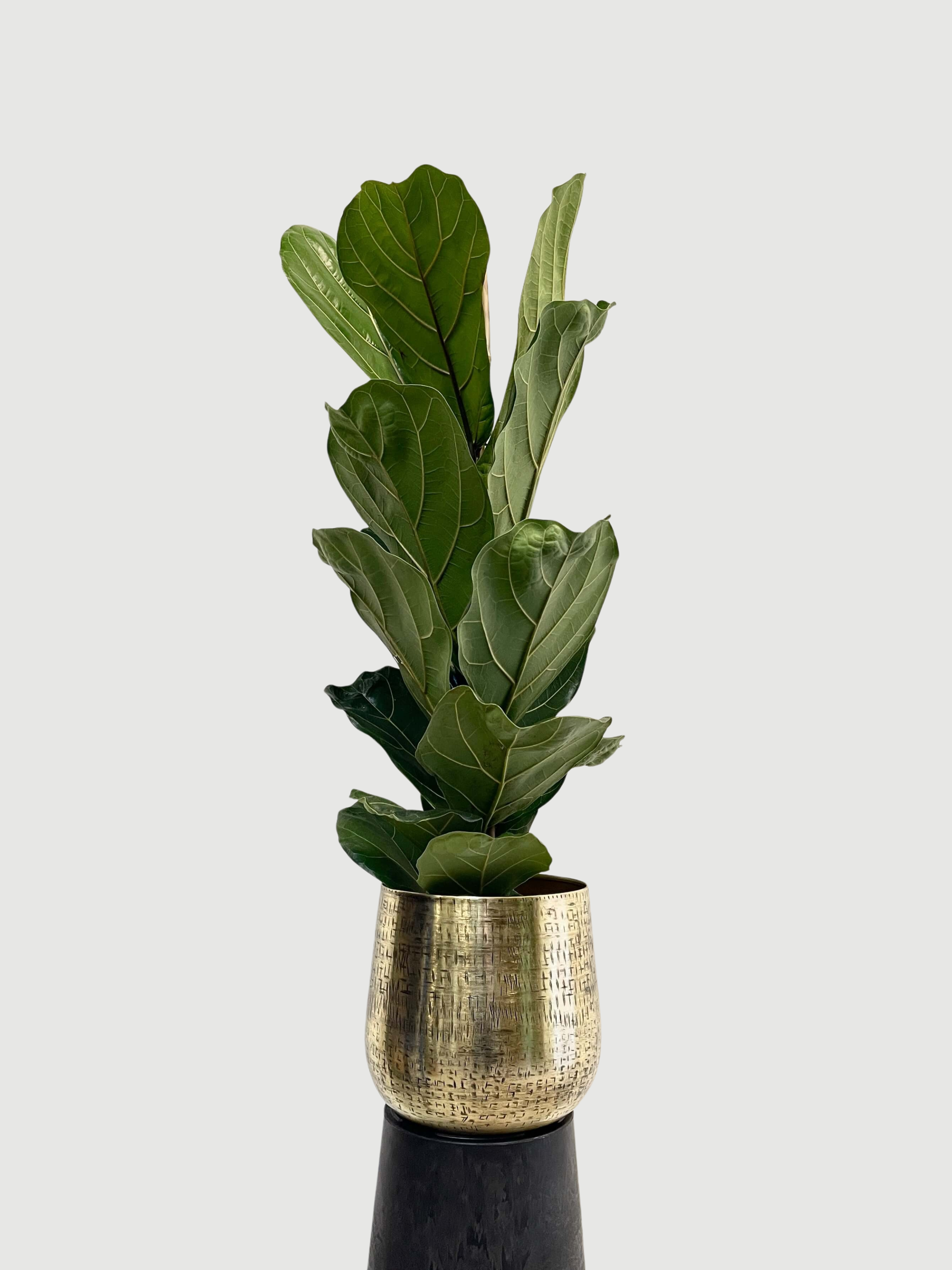 Fiddle-Leaf Fig, Ficus Lyrata, Large Leaf Indoor Tree in Multiple Sizes