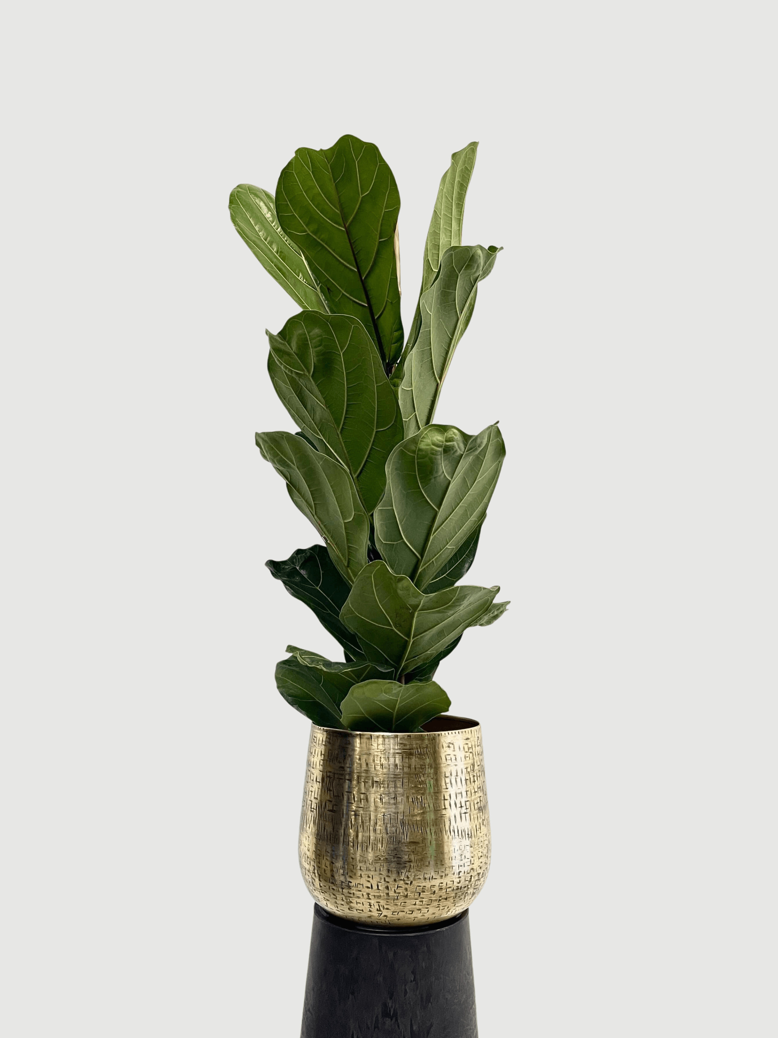 Fiddle-Leaf Fig, Ficus Lyrata, Large Leaf Indoor Tree in Multiple Sizes