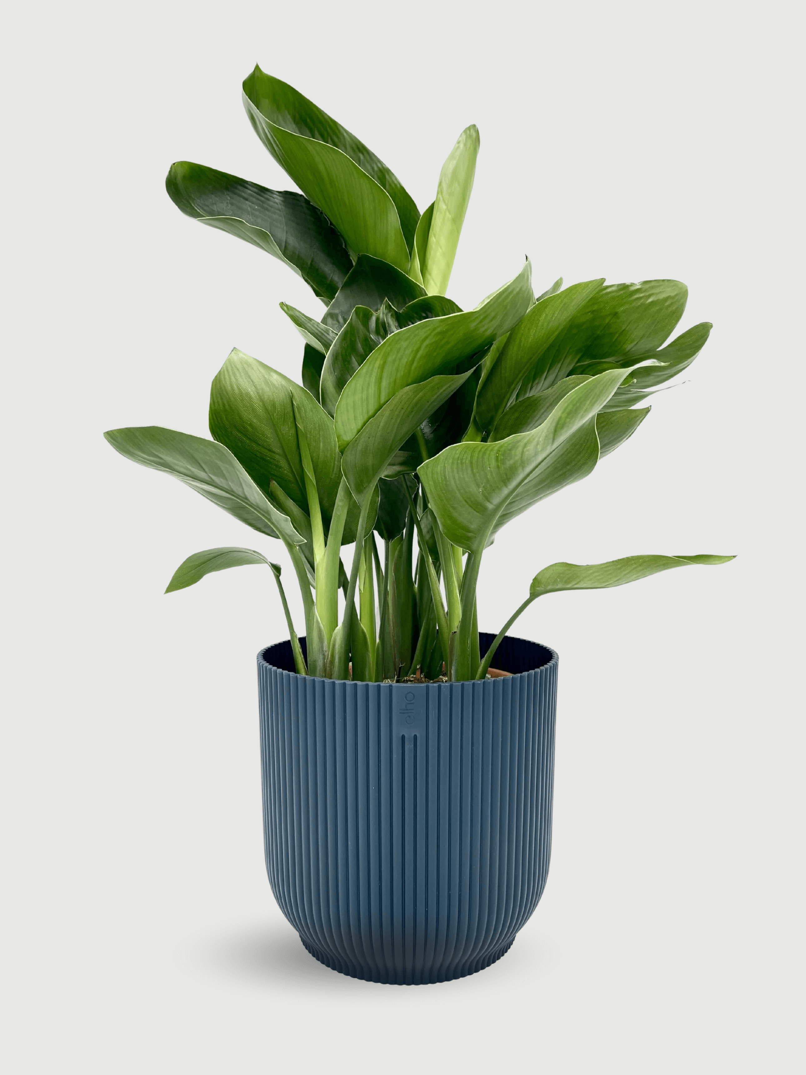 Bird of Paradise Plant Gift, Strelitzia Nicolai in Deep Blue Pot
