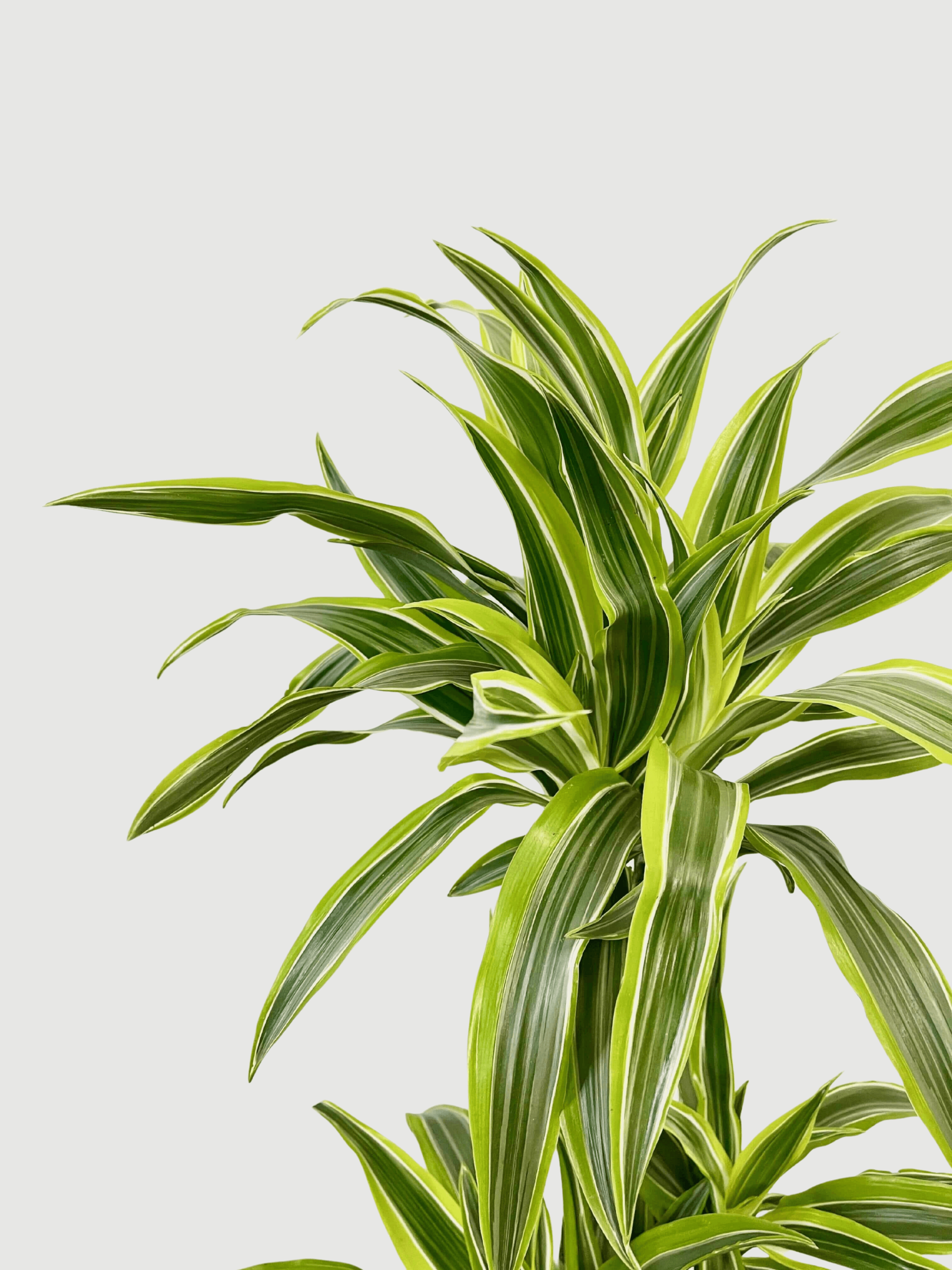 Dracaena Fragrans Lemon Lime, Large Indoor Tree, 120cm