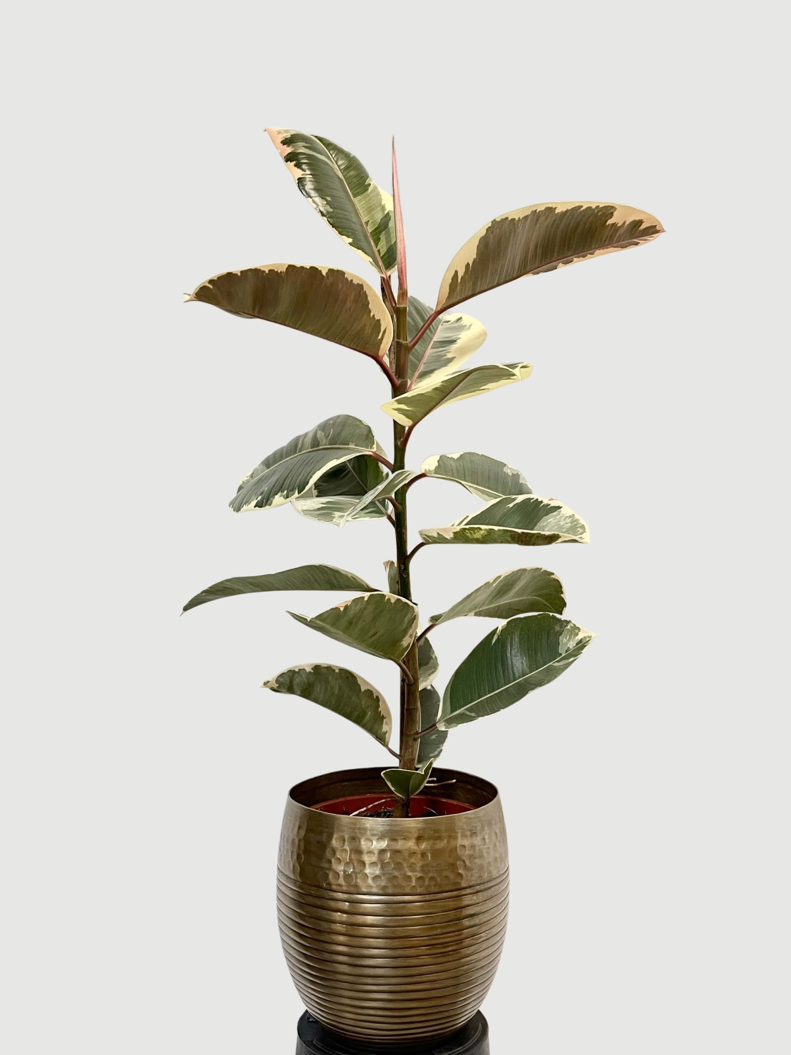 Ficus elastica Tineke - Variegated Rubber Plant - 120cm, 3 Stems