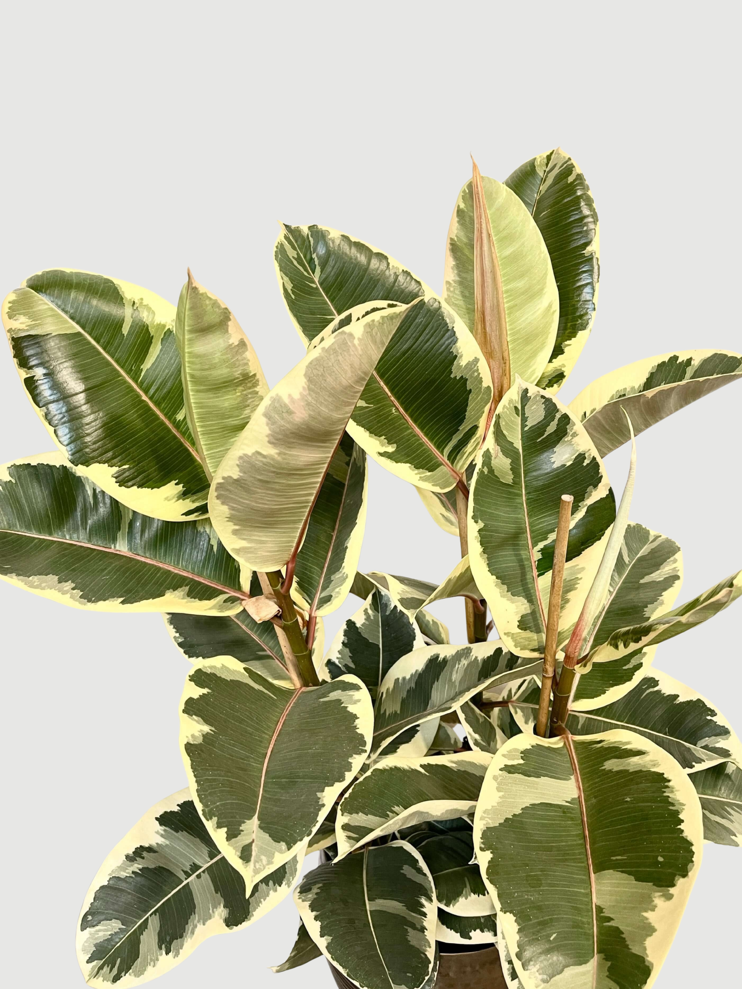 Ficus elastica Tineke - Variegated Rubber Plant - 120cm, 3 Stems