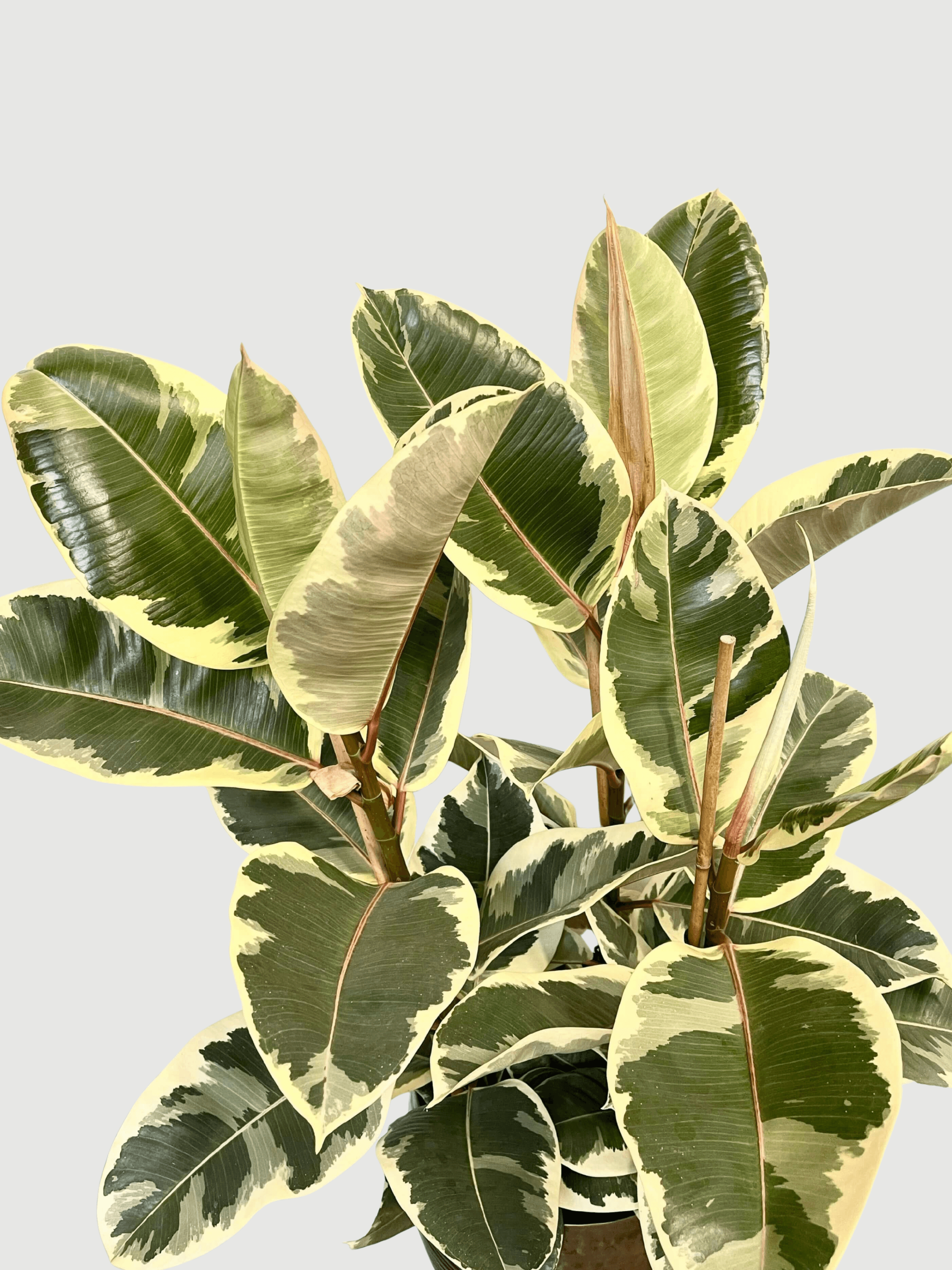Ficus elastica Tineke - Variegated Rubber Plant - 120cm, 3 Stems