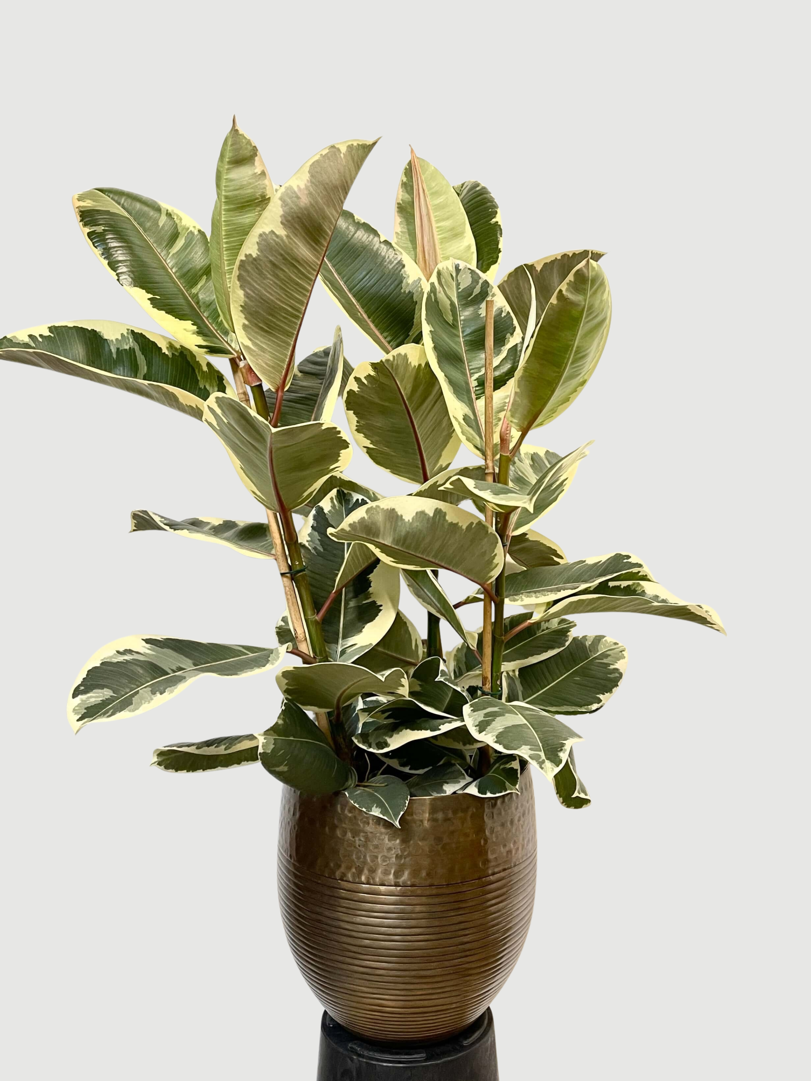 Ficus elastica Tineke - Variegated Rubber Plant - 120cm, 3 Stems