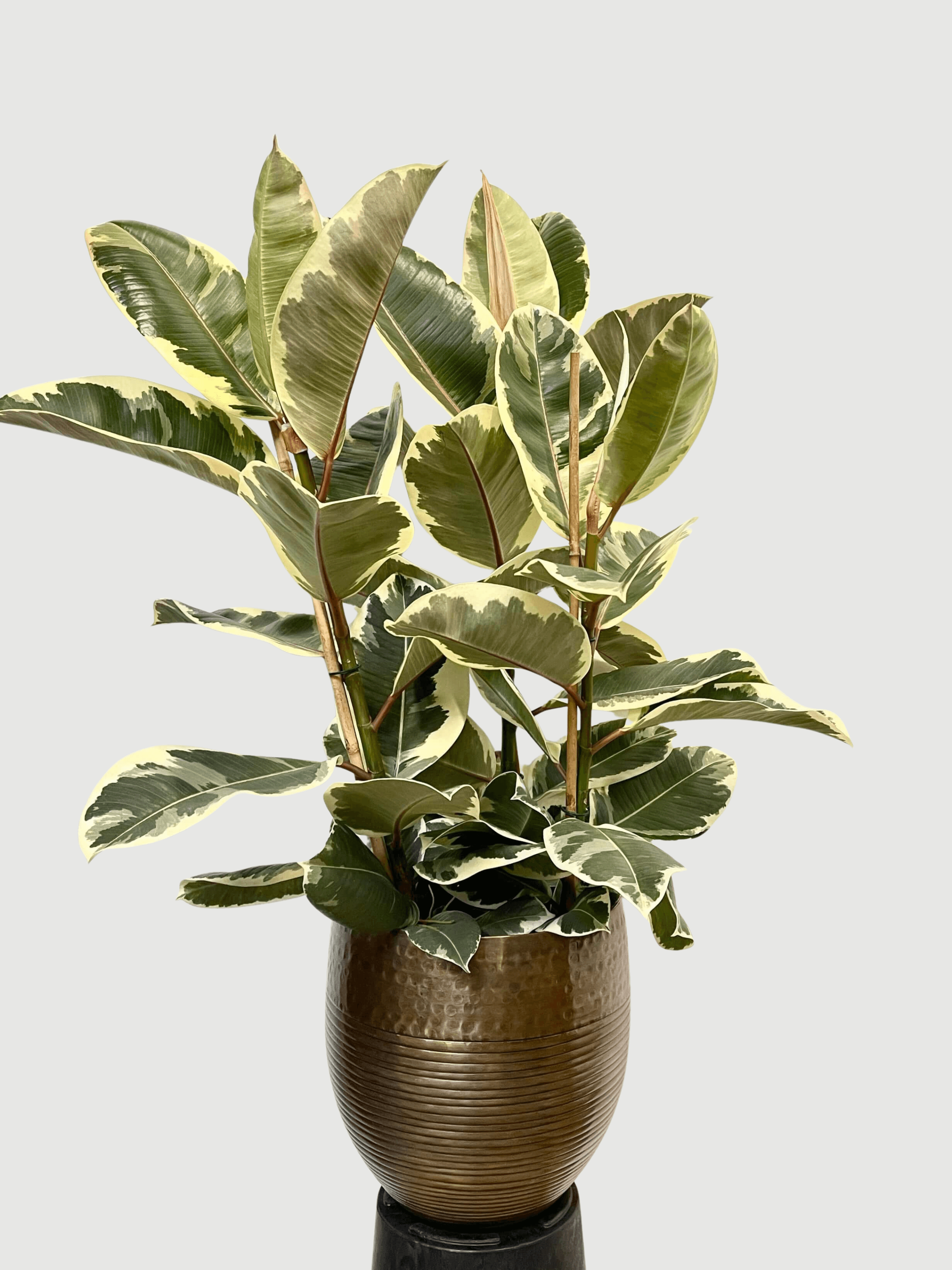 Ficus elastica Tineke - Variegated Rubber Plant - 120cm, 3 Stems