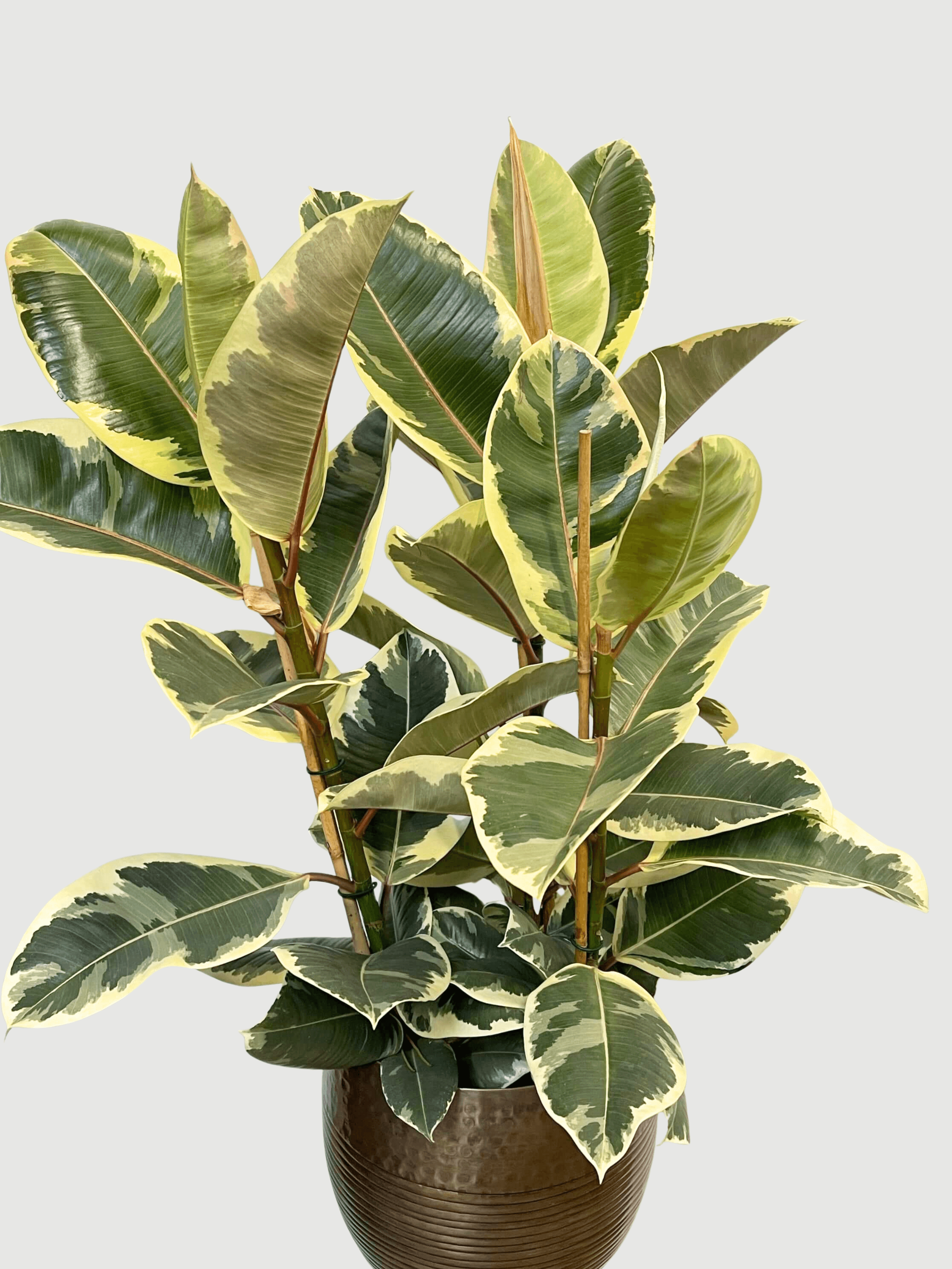Ficus elastica Tineke - Variegated Rubber Plant - 120cm, 3 Stems