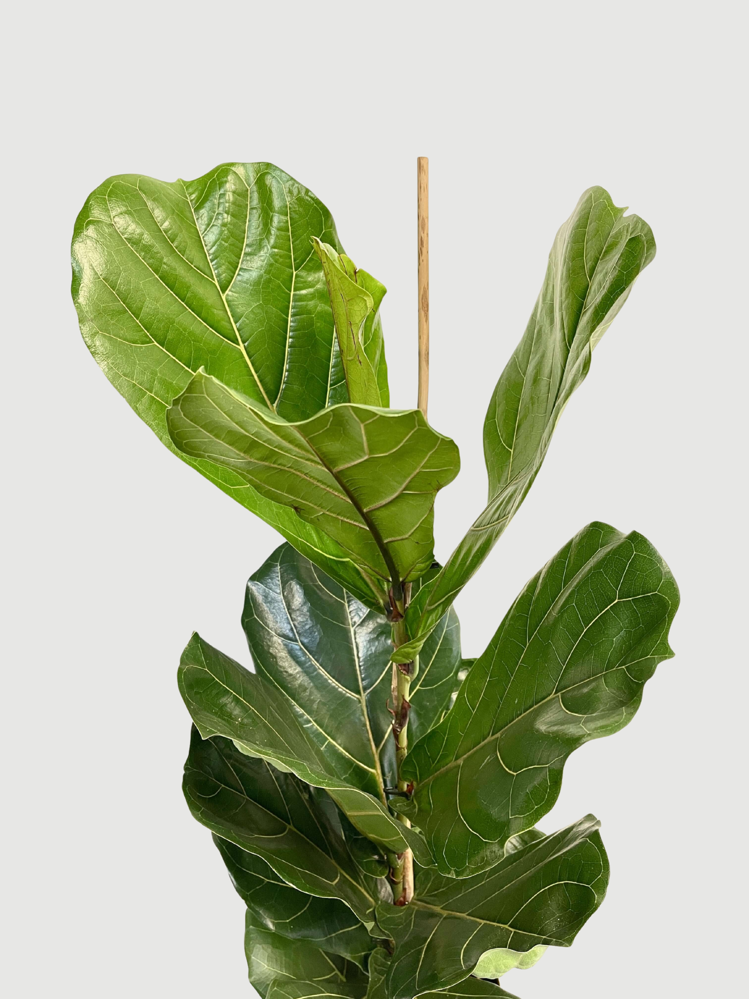 Fiddle-Leaf Fig, Ficus Lyrata, Large Leaf Indoor Tree in Multiple Sizes