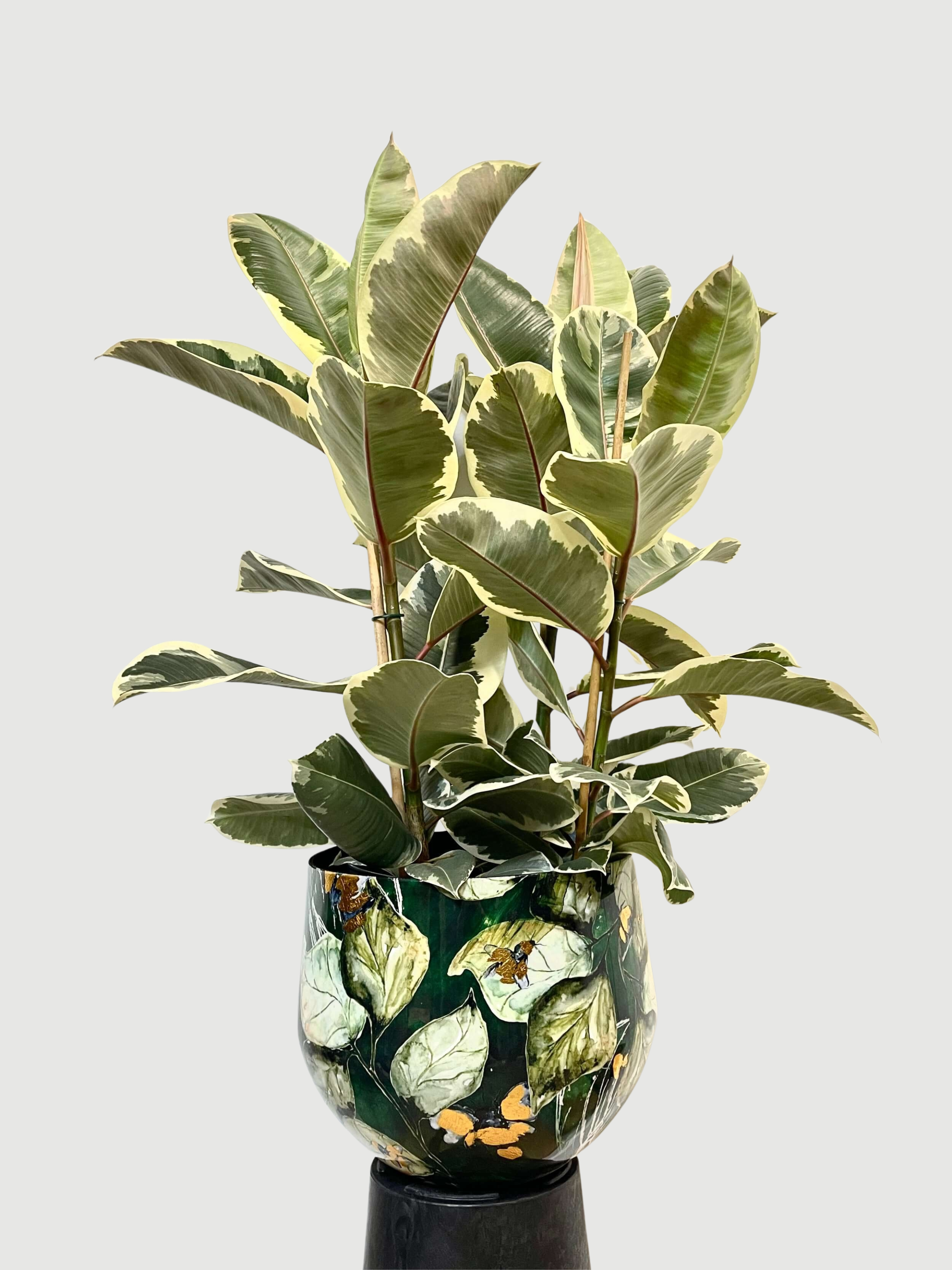 Ficus elastica Tineke - Variegated Rubber Plant - 120cm, 3 Stems