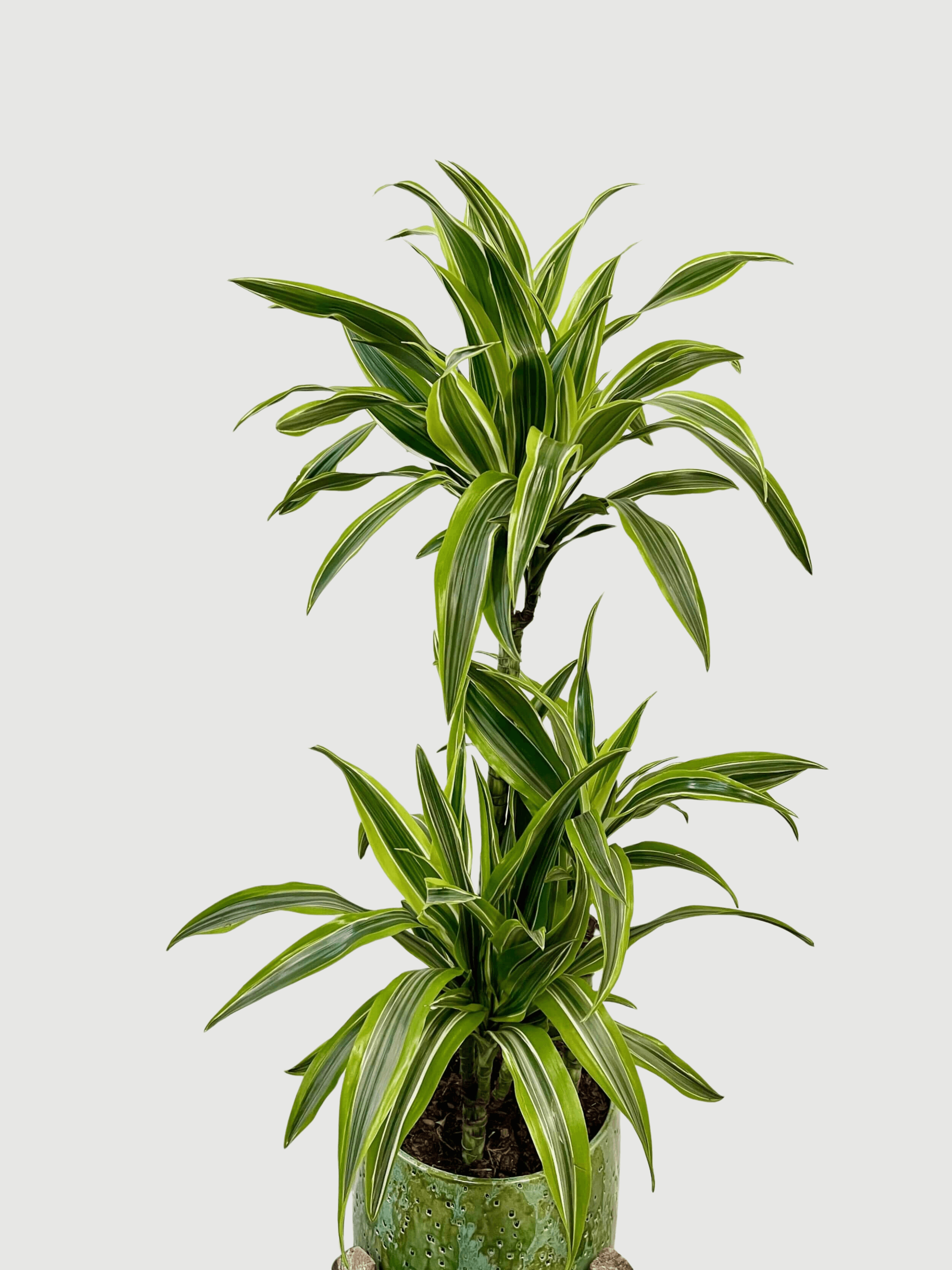 Dracaena Fragrans Lemon Lime, Large Indoor Tree, 120cm