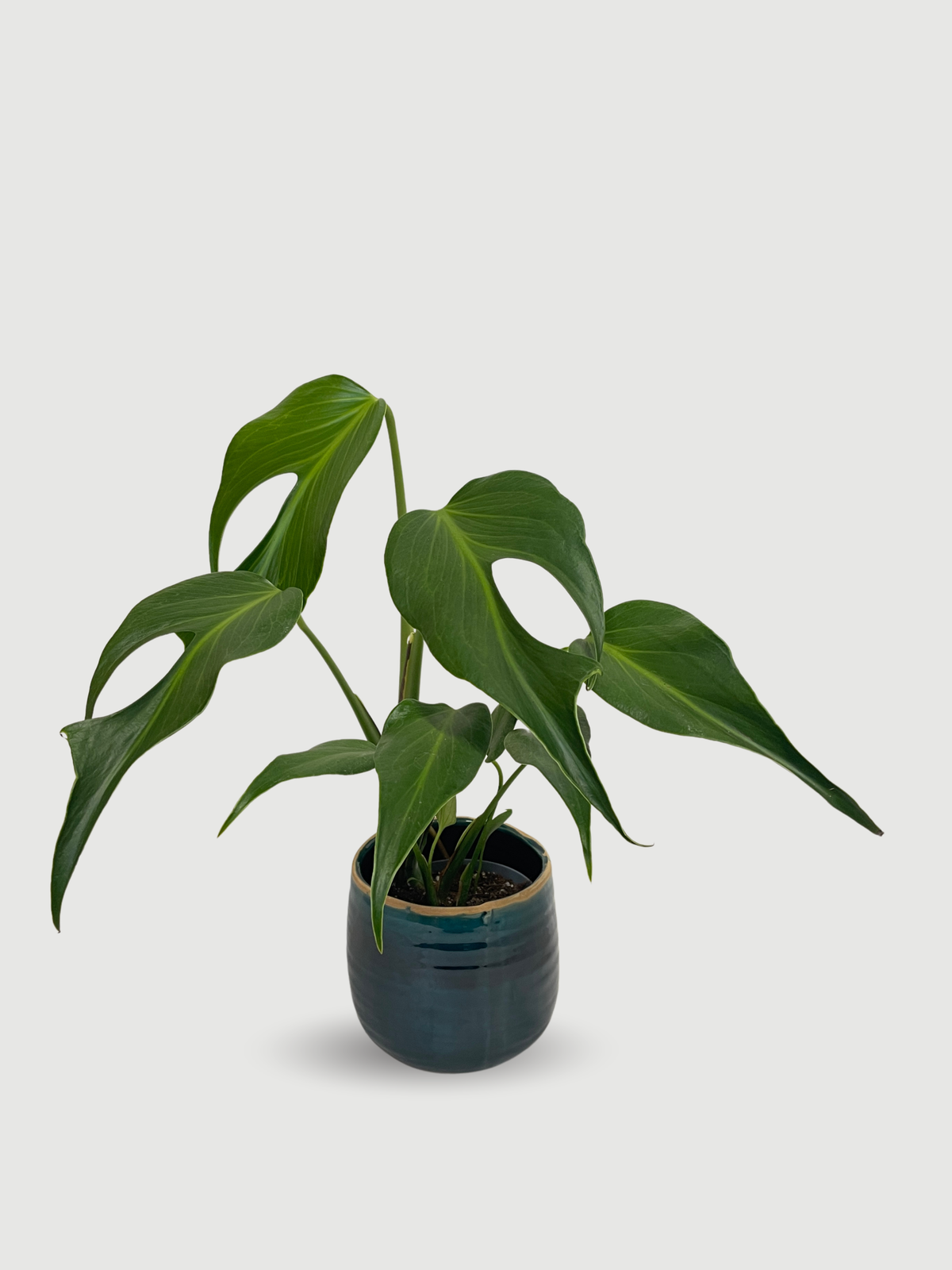 Monstera Burle Marx Flame | The Ultimate Rare Collector Houseplant