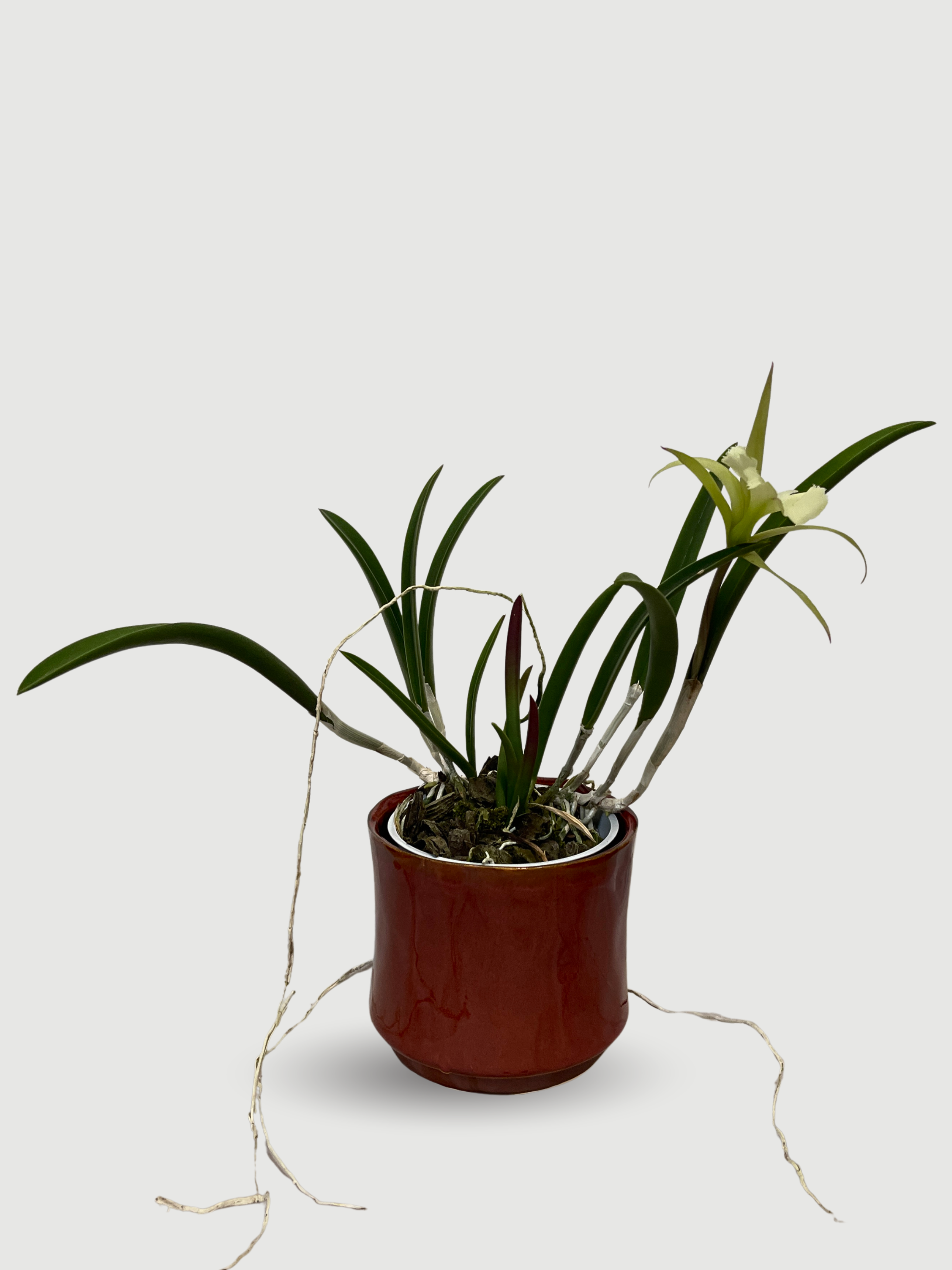 Brassavola 'Lady of the Night' Orchid, Rare Find