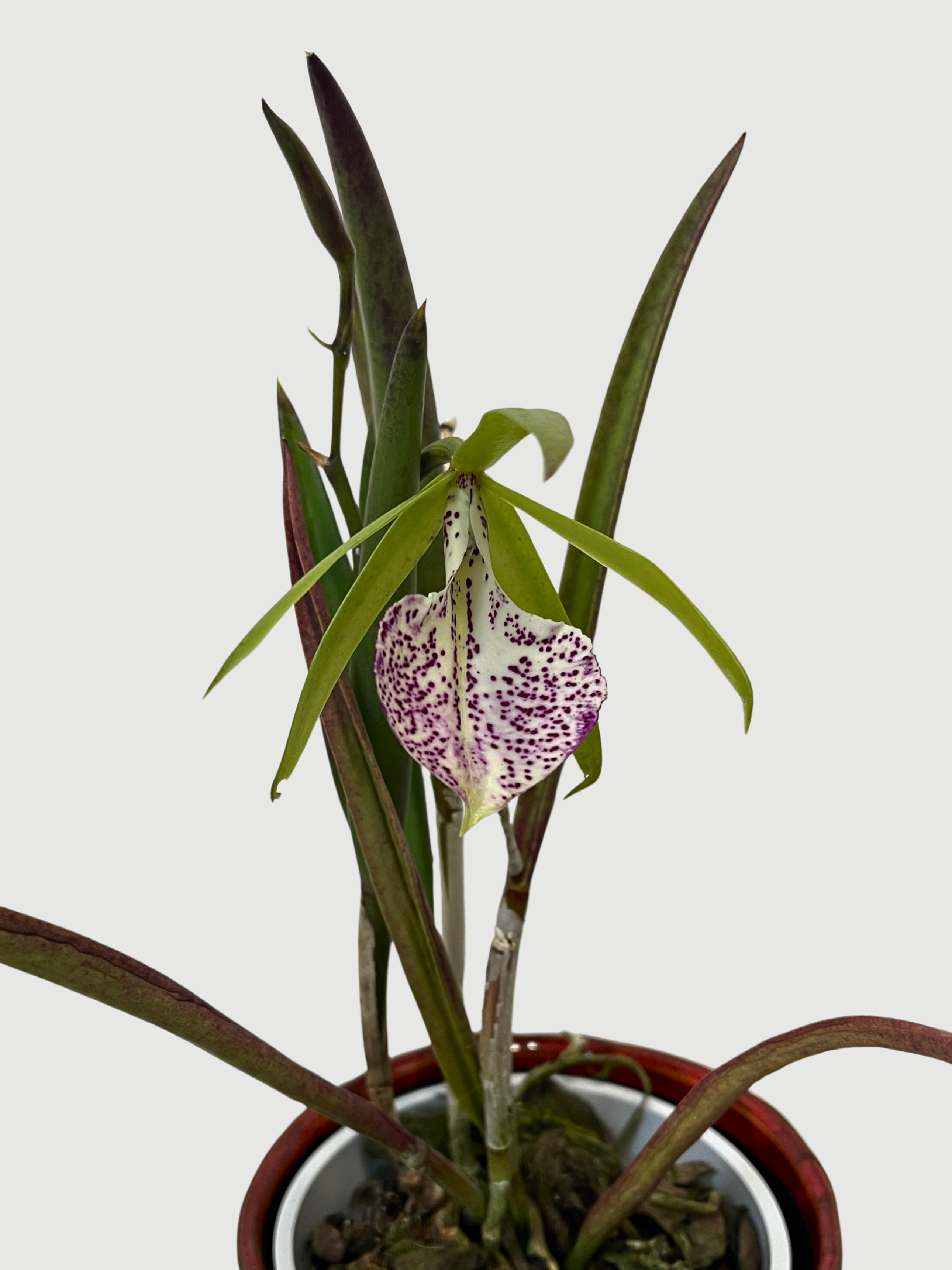 Brassavola 'Lady of the Night' Orchid, Rare Find