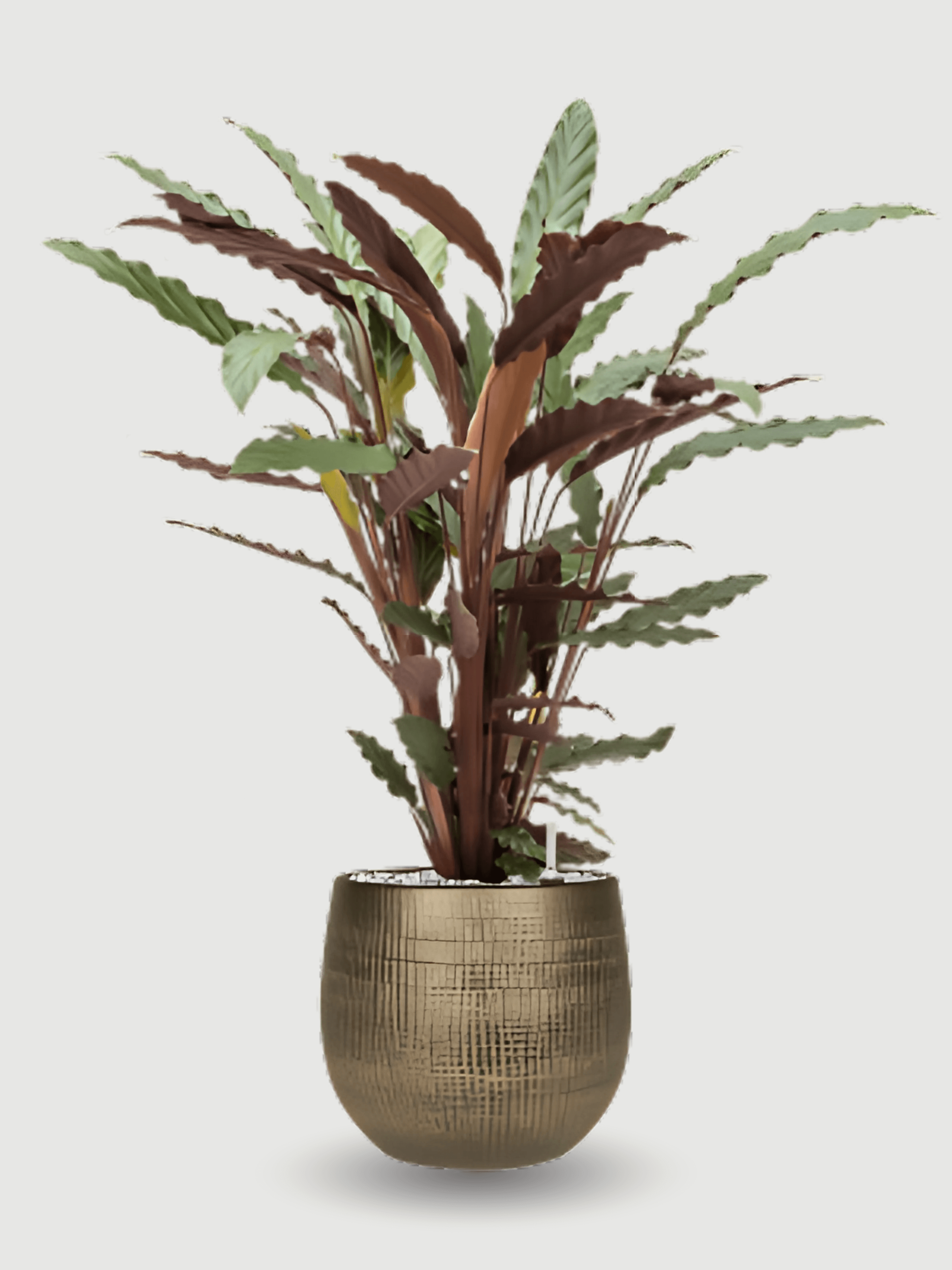 Calathea Wavestar – Pet-Friendly Tropical Houseplant with Wavy Foliage, Large Office Plant, 85cm