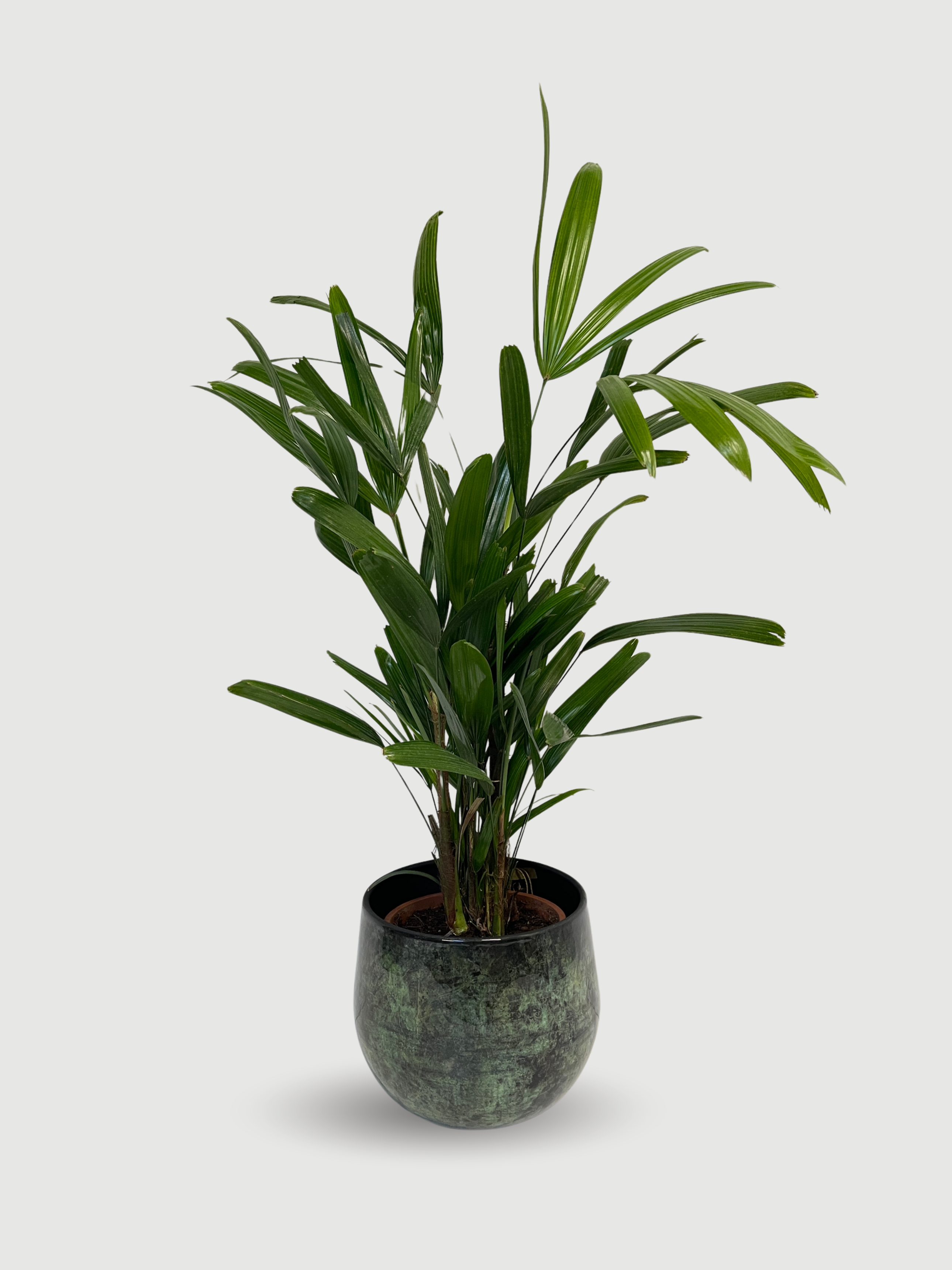Rhapis excelsa Lady Palm | Hardy Indoor Fan Palm, 70-80cm