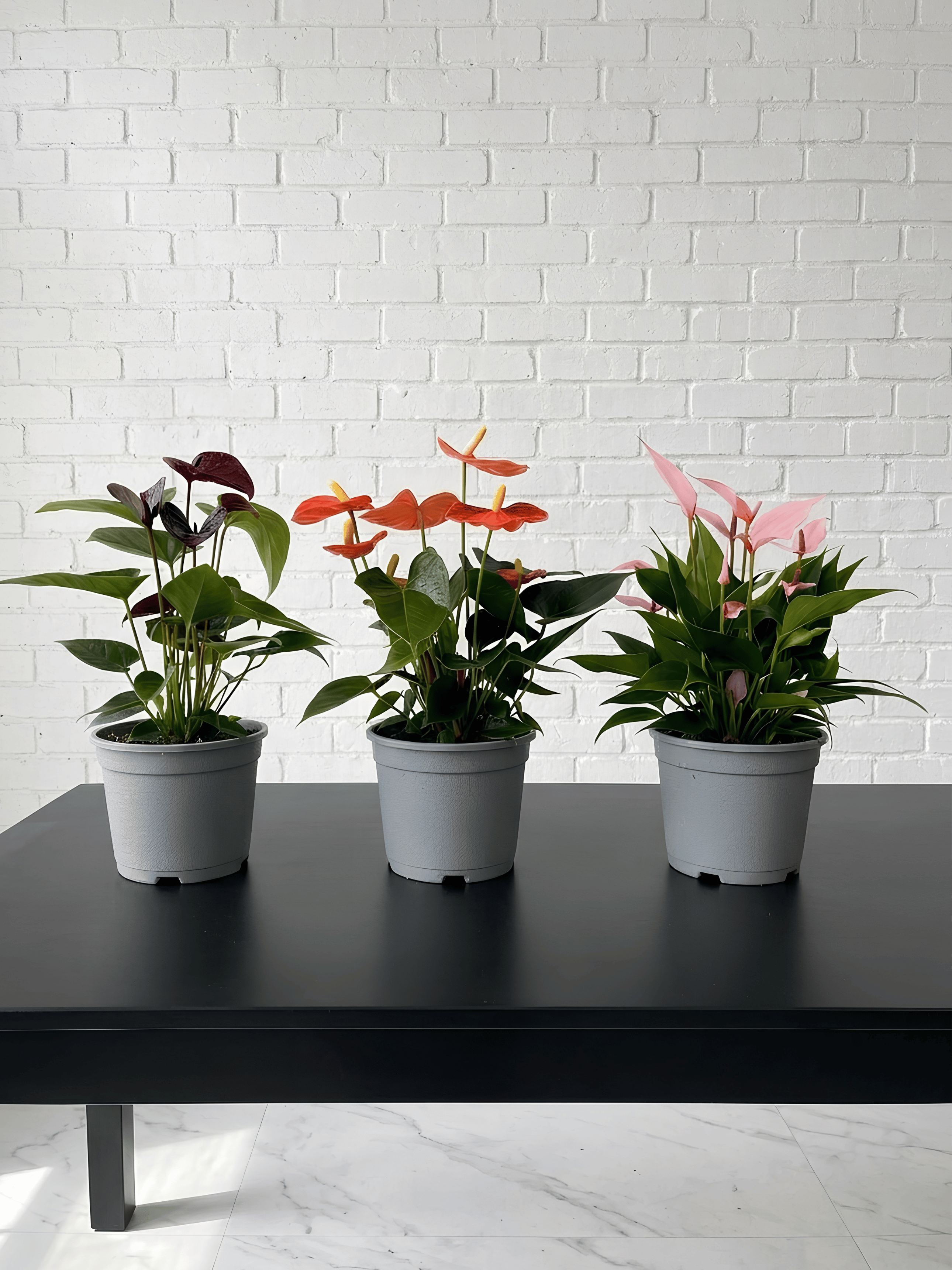 Anthurium Flowering Bundle (Set of 3) | Black, Orange & Pink Anthurium Plants, Plant & Pot Bundle