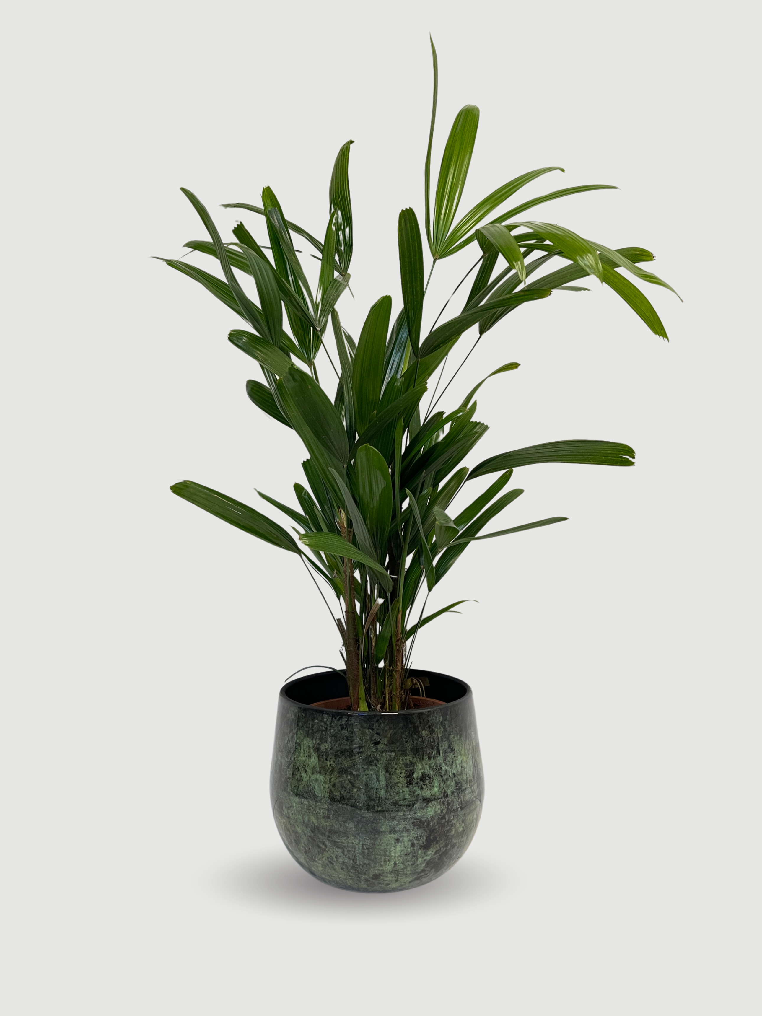 Rhapis excelsa Lady Palm | Hardy Indoor Fan Palm, 70-80cm