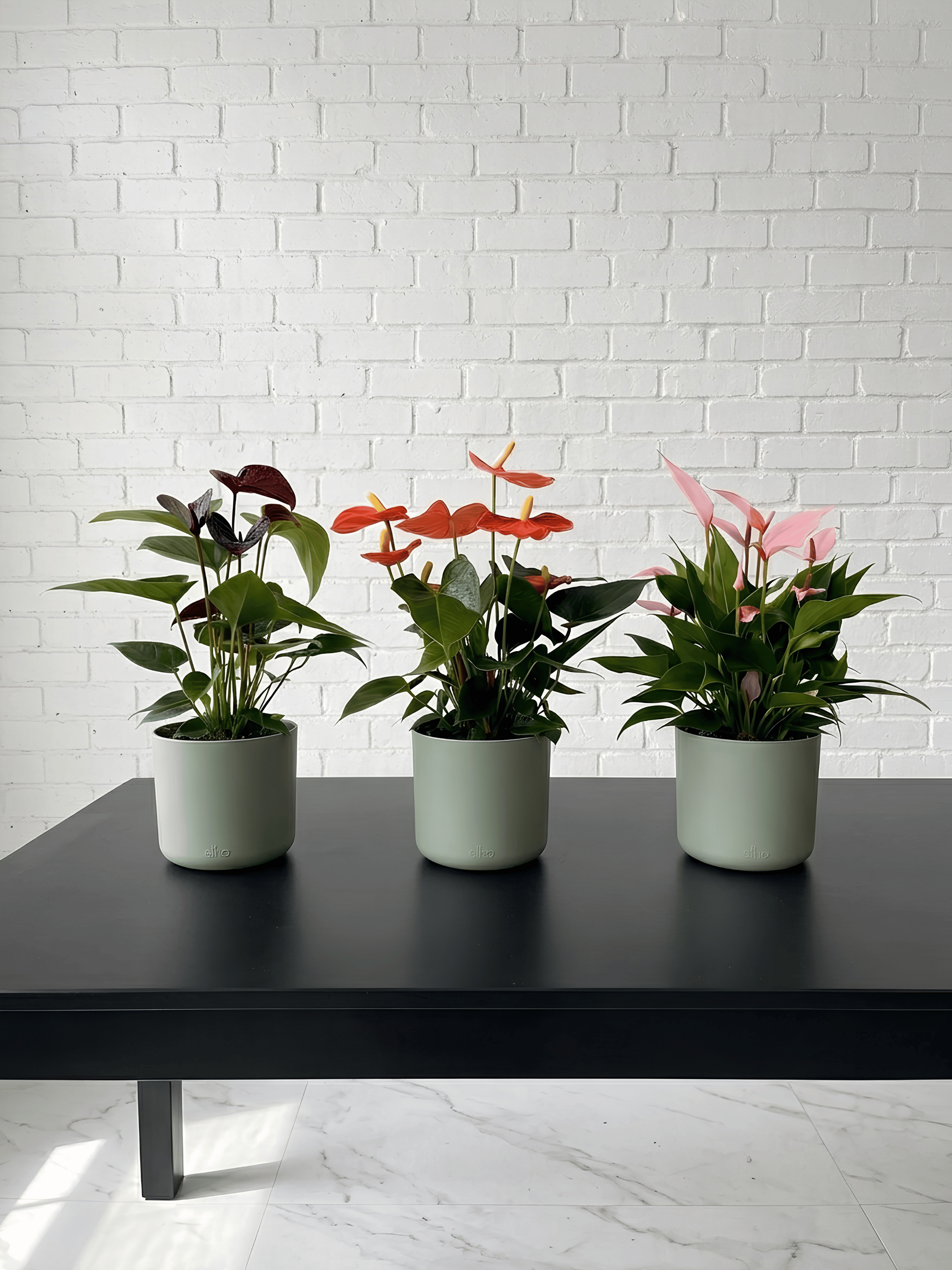 Anthurium Flowering Bundle (Set of 3) | Black, Orange & Pink Anthurium Plants, Plant & Pot Bundle