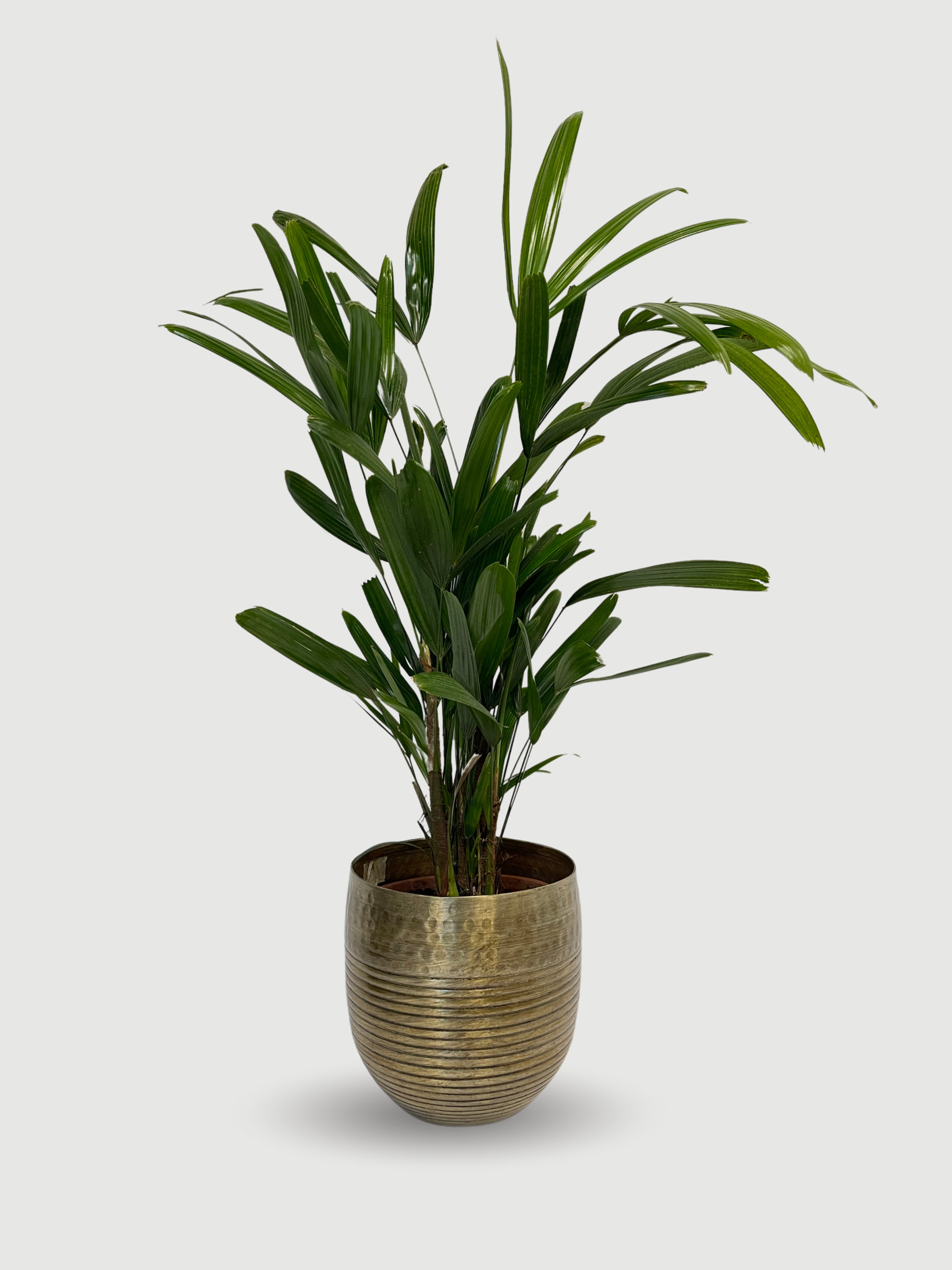 Rhapis excelsa Lady Palm | Hardy Indoor Fan Palm, 70-80cm