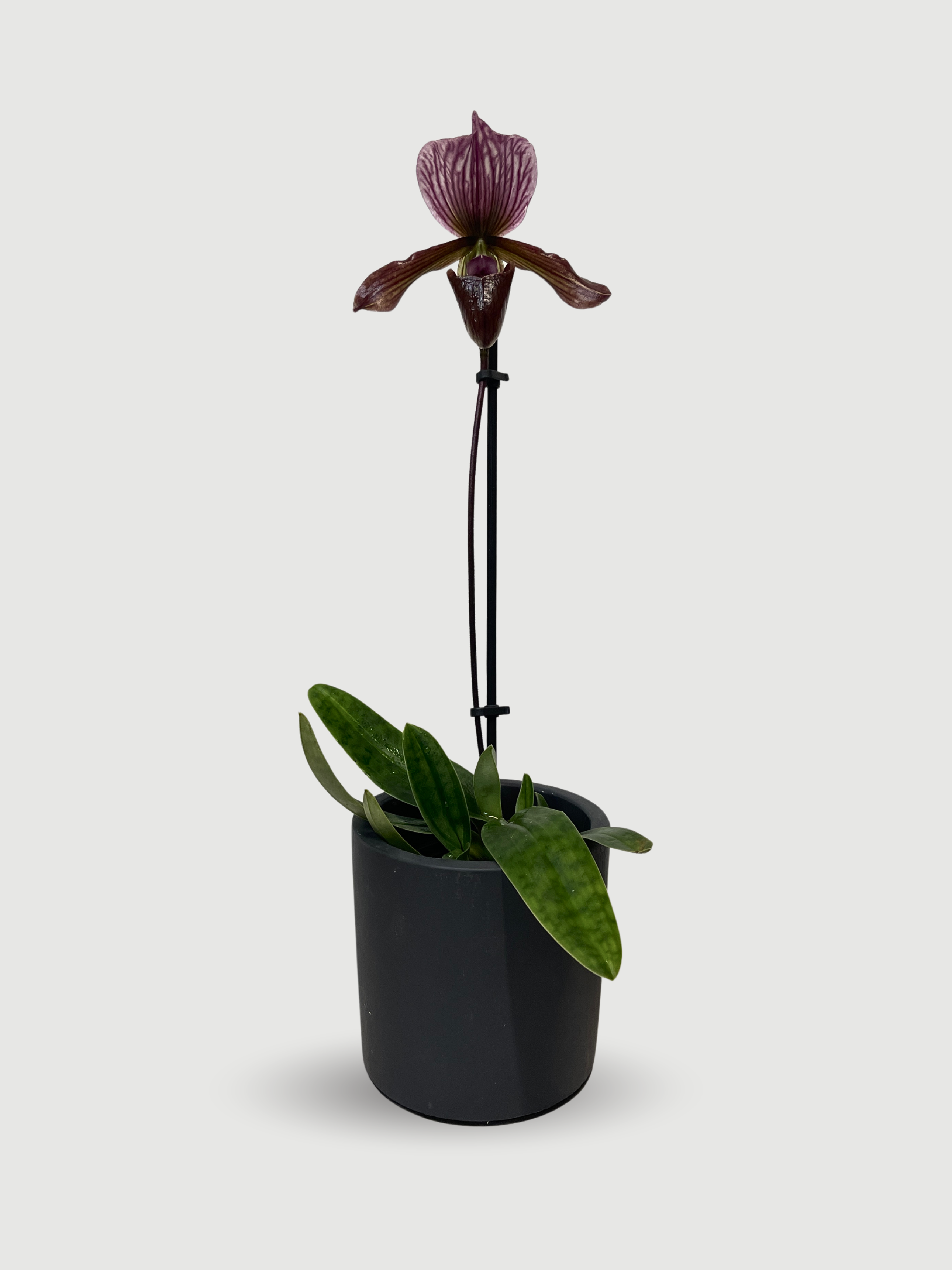 Paphiopedilum Hybrid - Maudiae Black Jack - Slipper Orchid