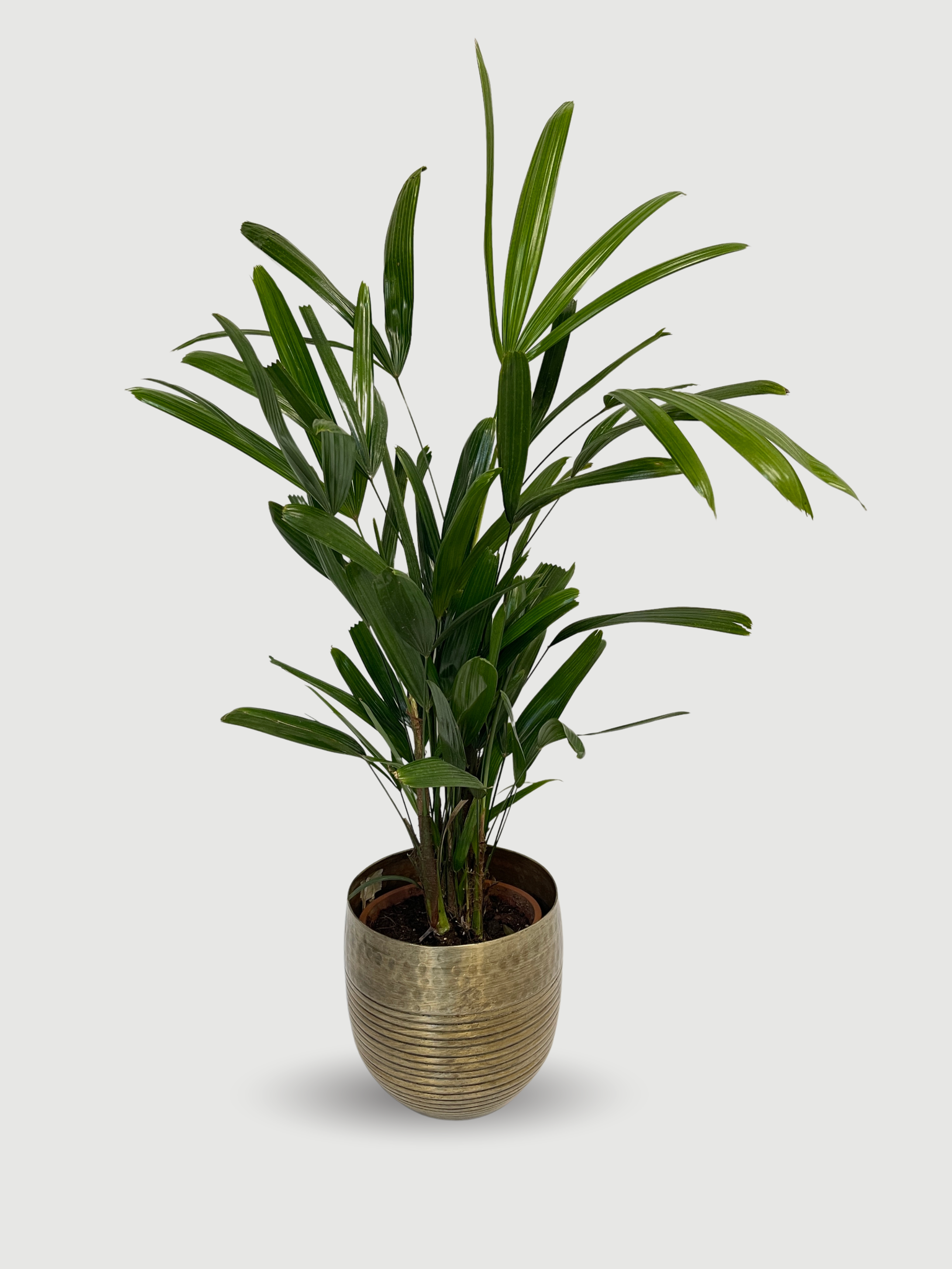 Rhapis excelsa Lady Palm | Hardy Indoor Fan Palm, 70-80cm