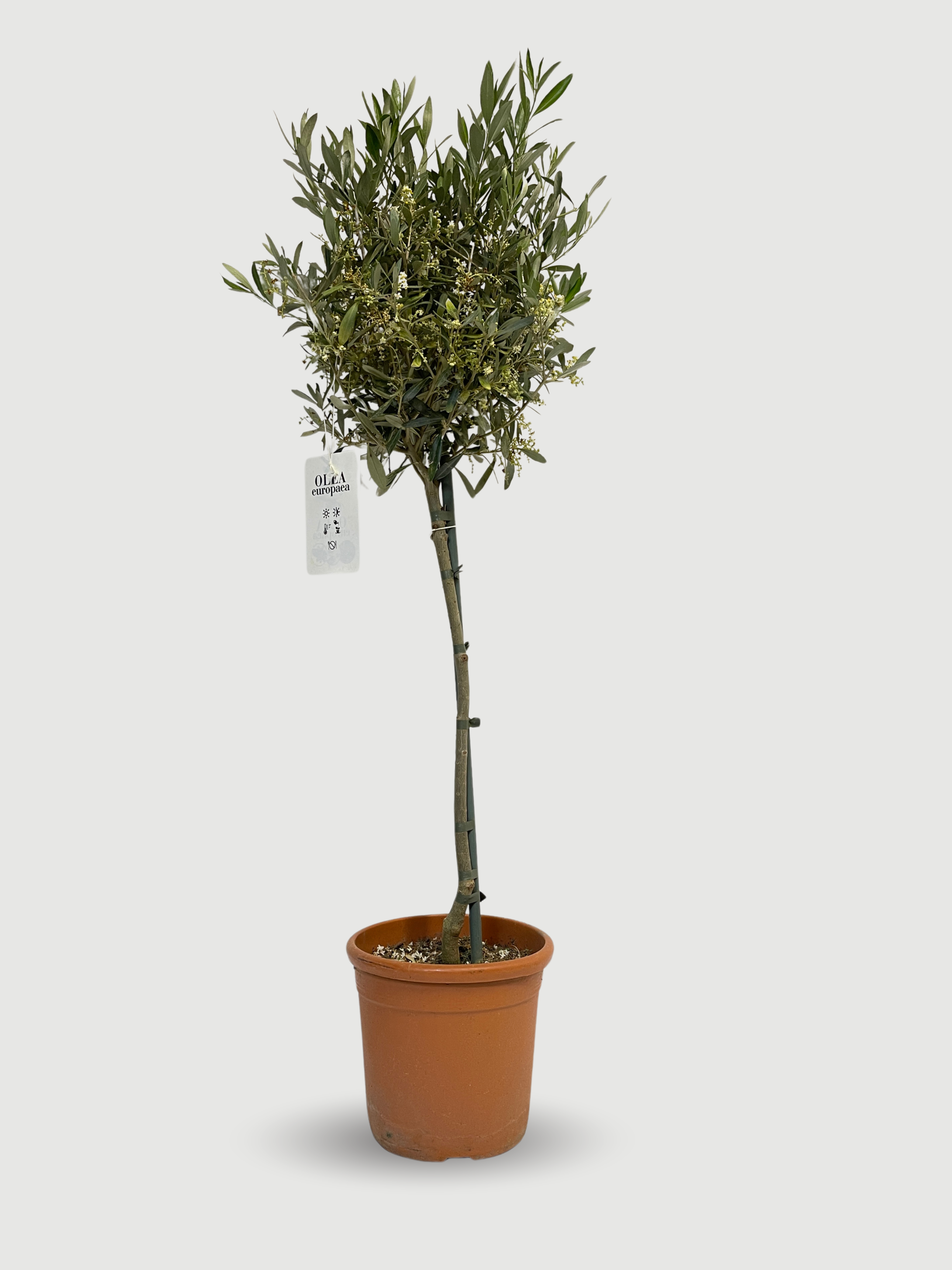 Olive Tree | Hardy Evergreen Olea europaea 100-110cm | Rebel Plants