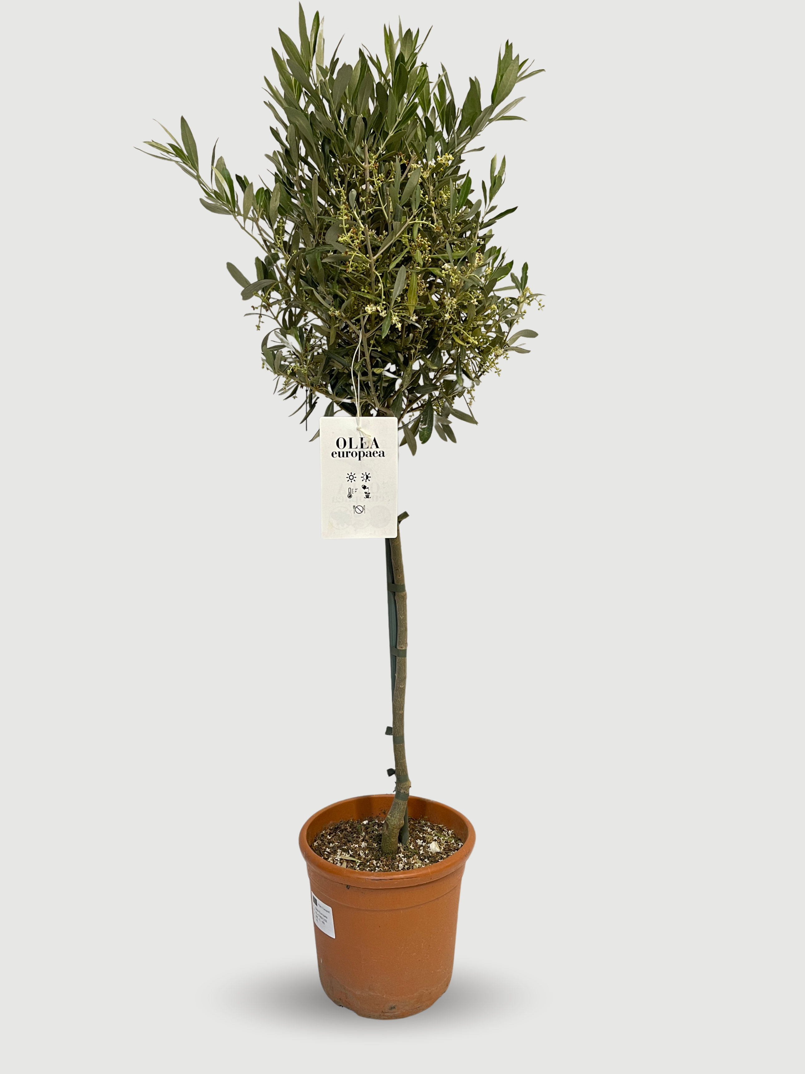 Olive Tree | Hardy Evergreen Olea europaea 100-110cm | Rebel Plants