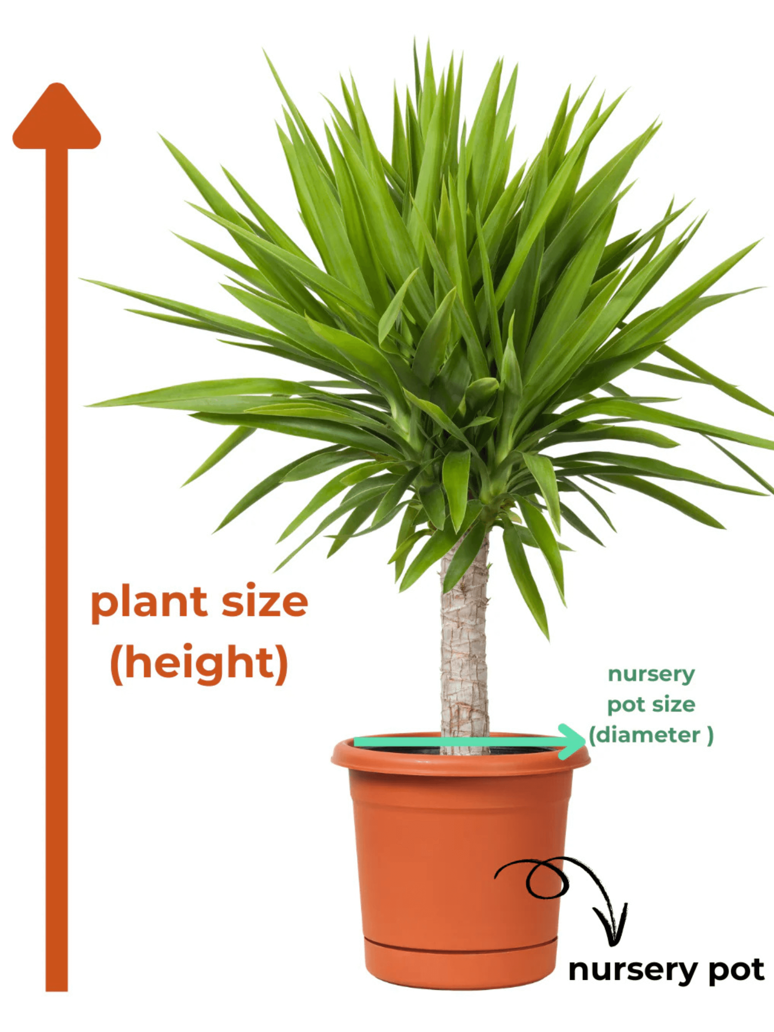 Bromeliad Plant - Vriesea Intenso Purple Flame - Flowering Houseplant