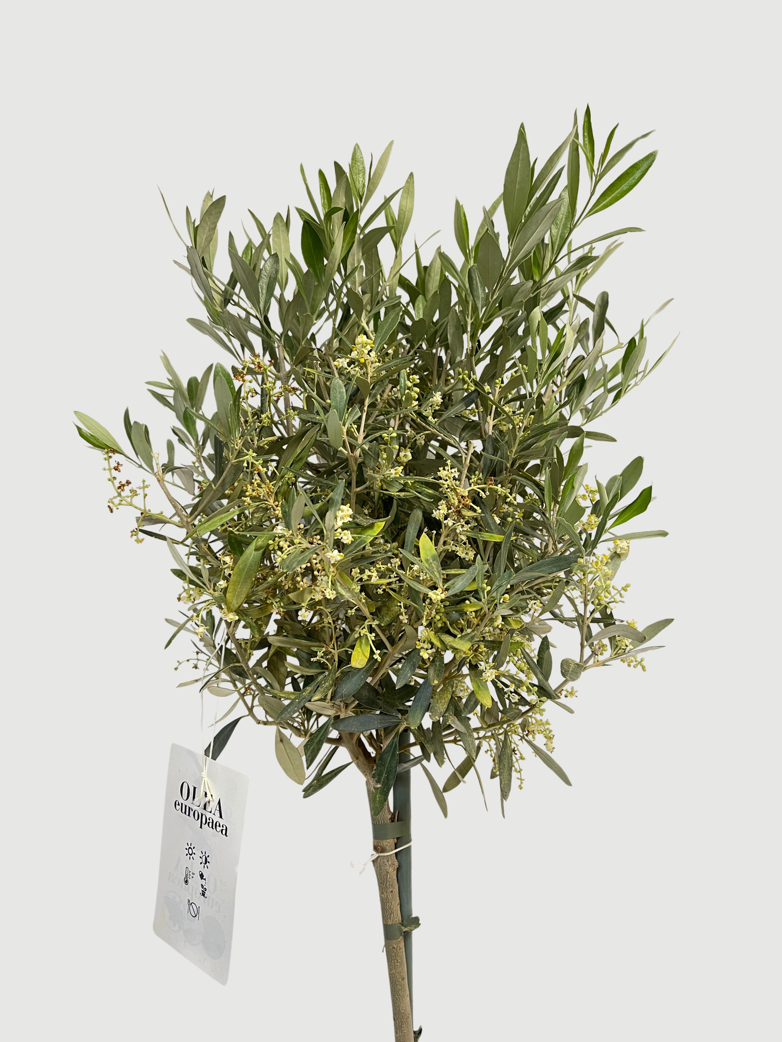 Olive Tree | Hardy Evergreen Olea europaea 100-110cm | Rebel Plants