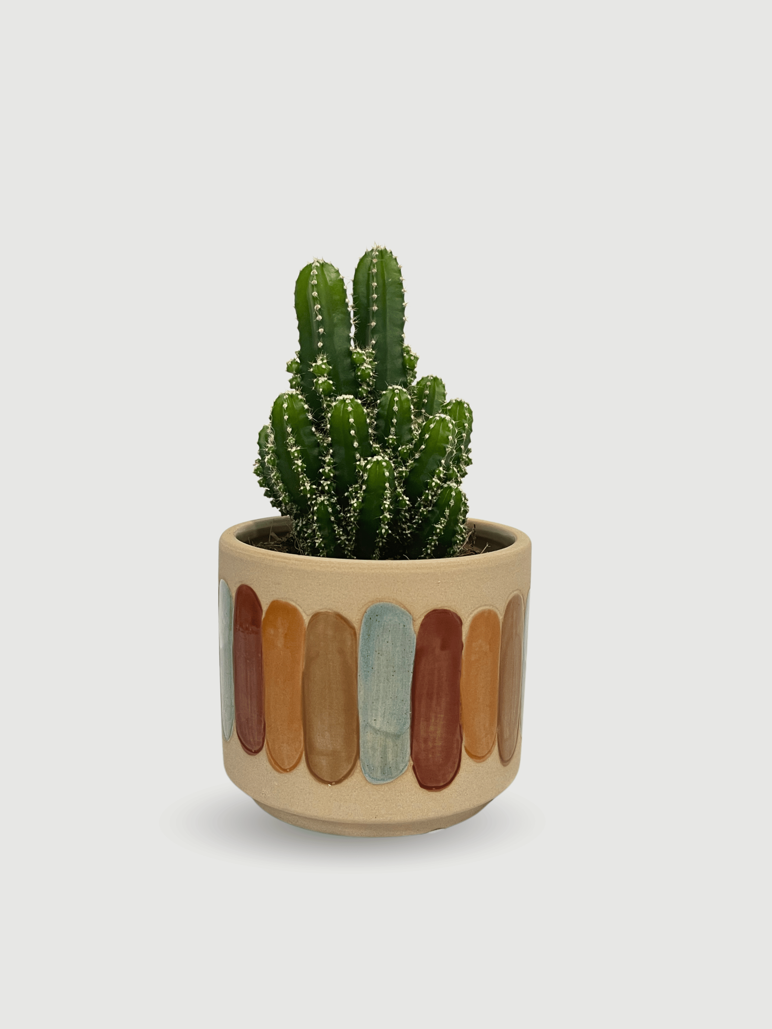 Cereus peruvianus Florida, Peruvian Apple Cactus