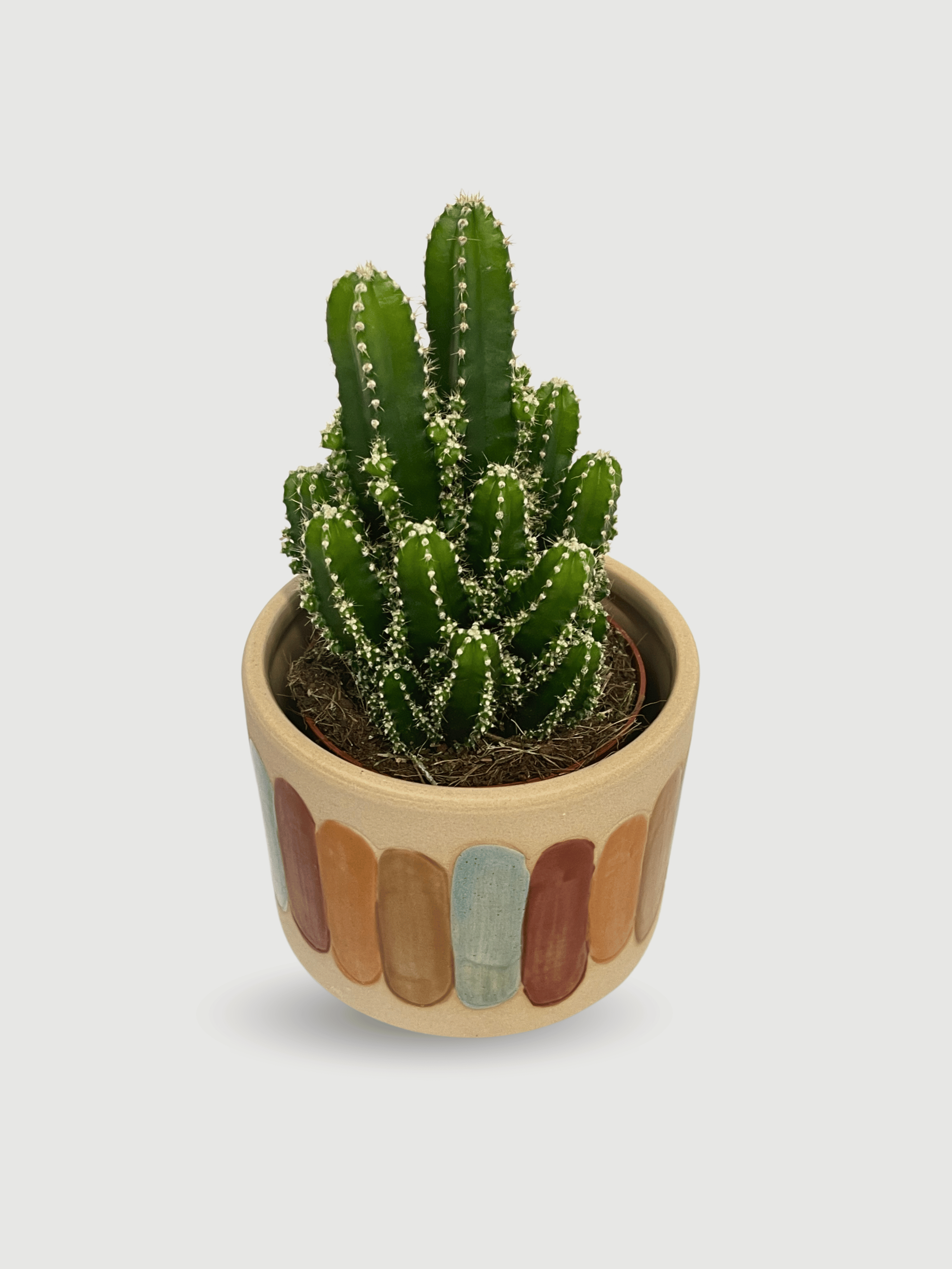 Cereus peruvianus Florida, Peruvian Apple Cactus