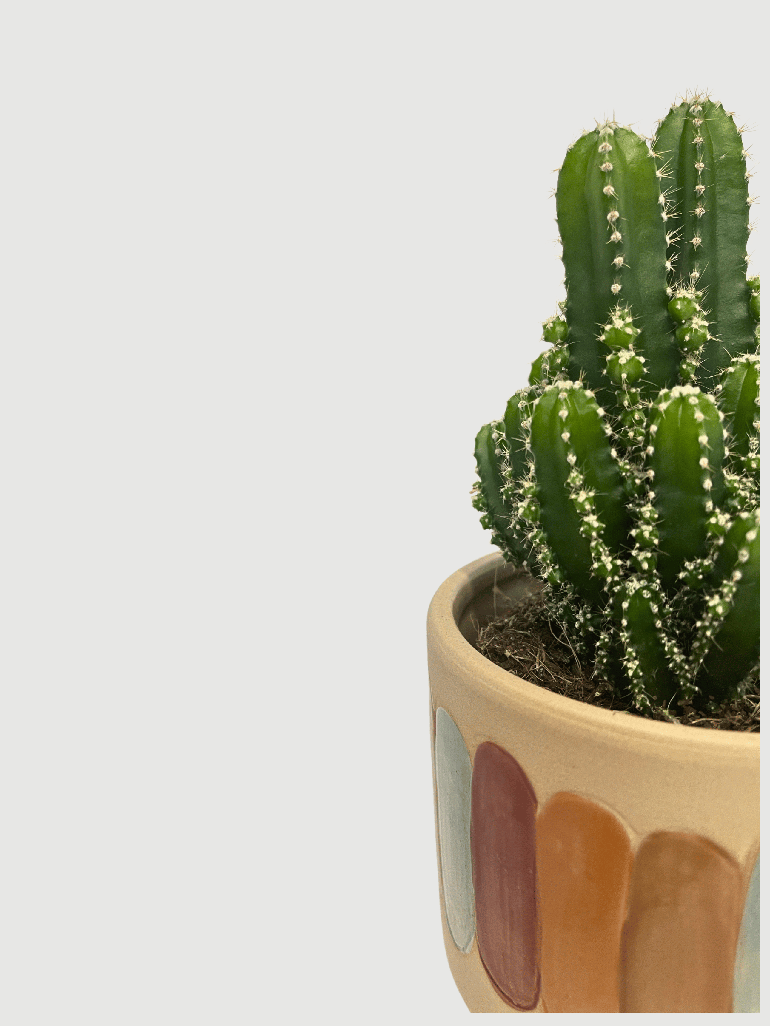 Cereus peruvianus Florida, Peruvian Apple Cactus