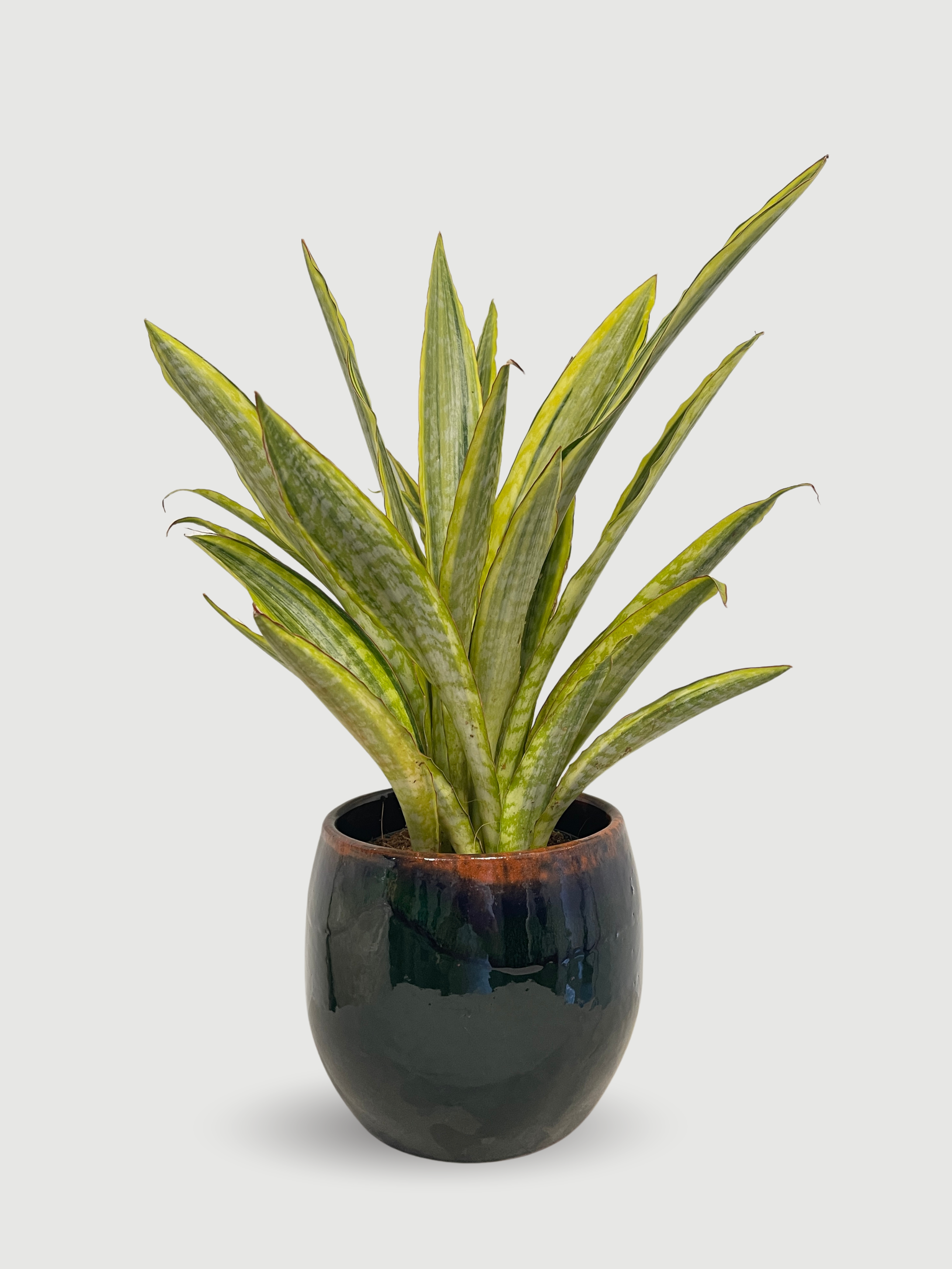 Sansevieria Aubrytiana 'Lauren' (40-45cm) | Variegated Snake Plant – Rebel Plants
