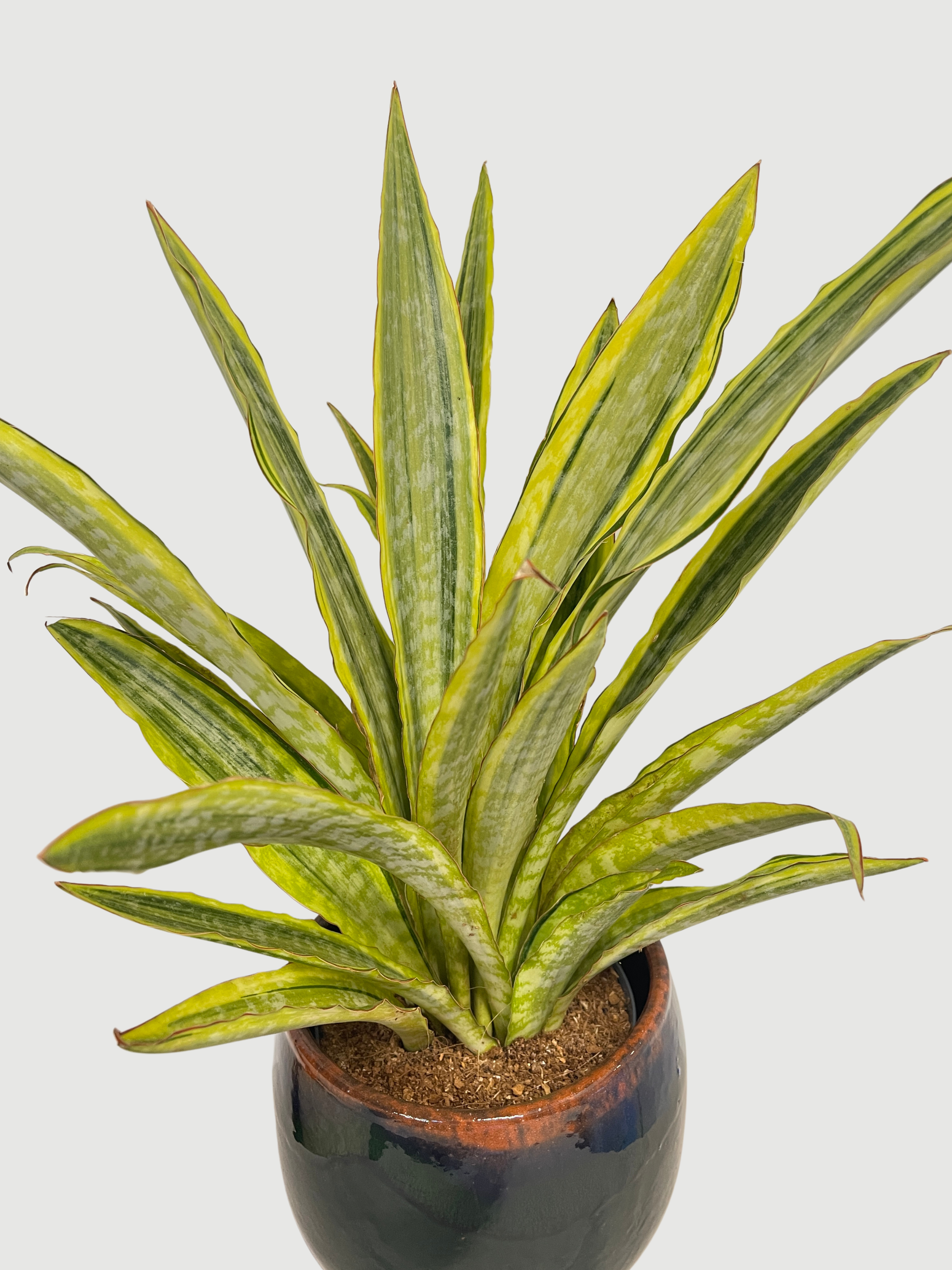 Sansevieria Aubrytiana 'Lauren' (40-45cm) | Variegated Snake Plant – Rebel Plants