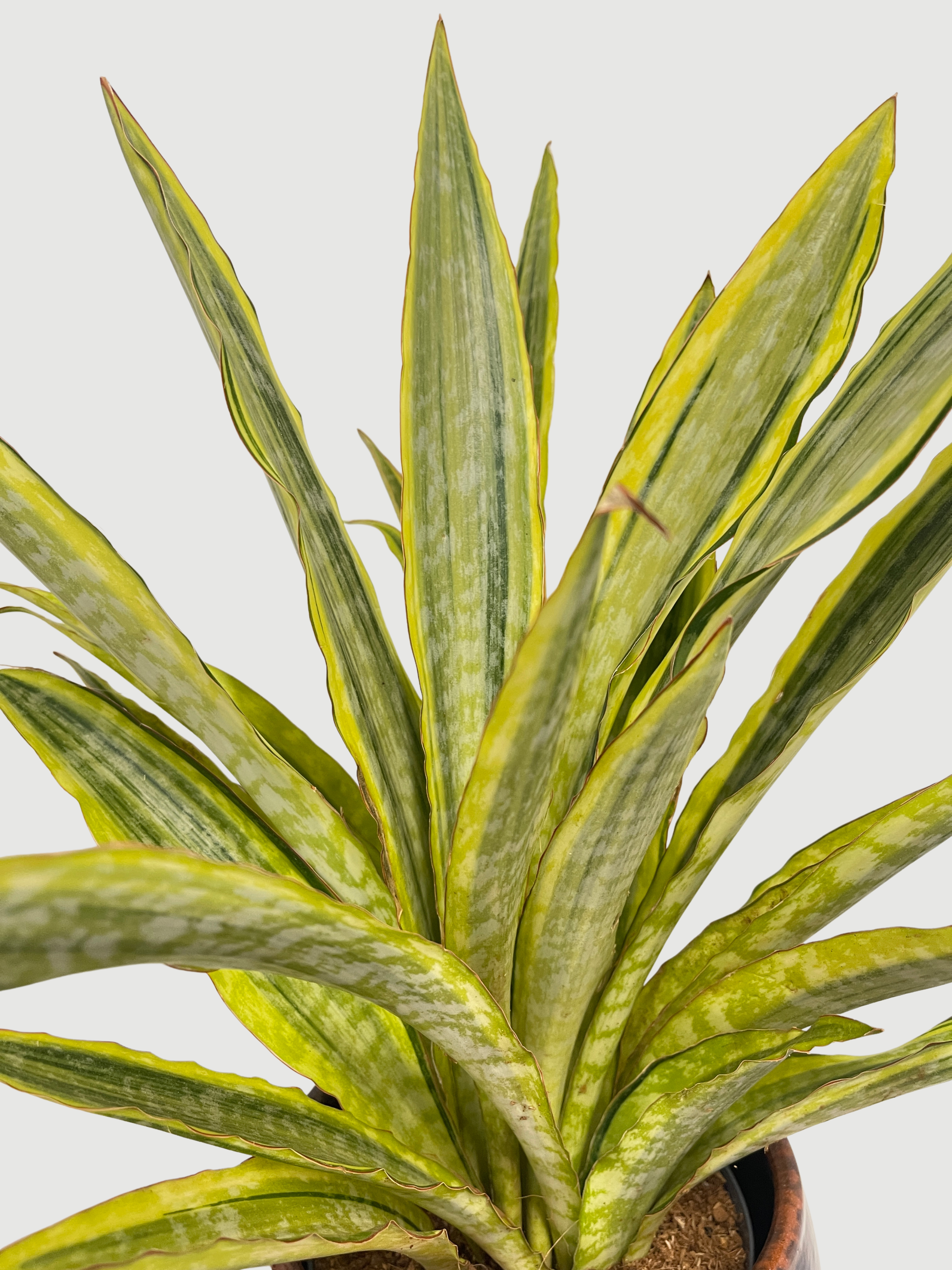 Sansevieria Aubrytiana 'Lauren' (40-45cm) | Variegated Snake Plant – Rebel Plants
