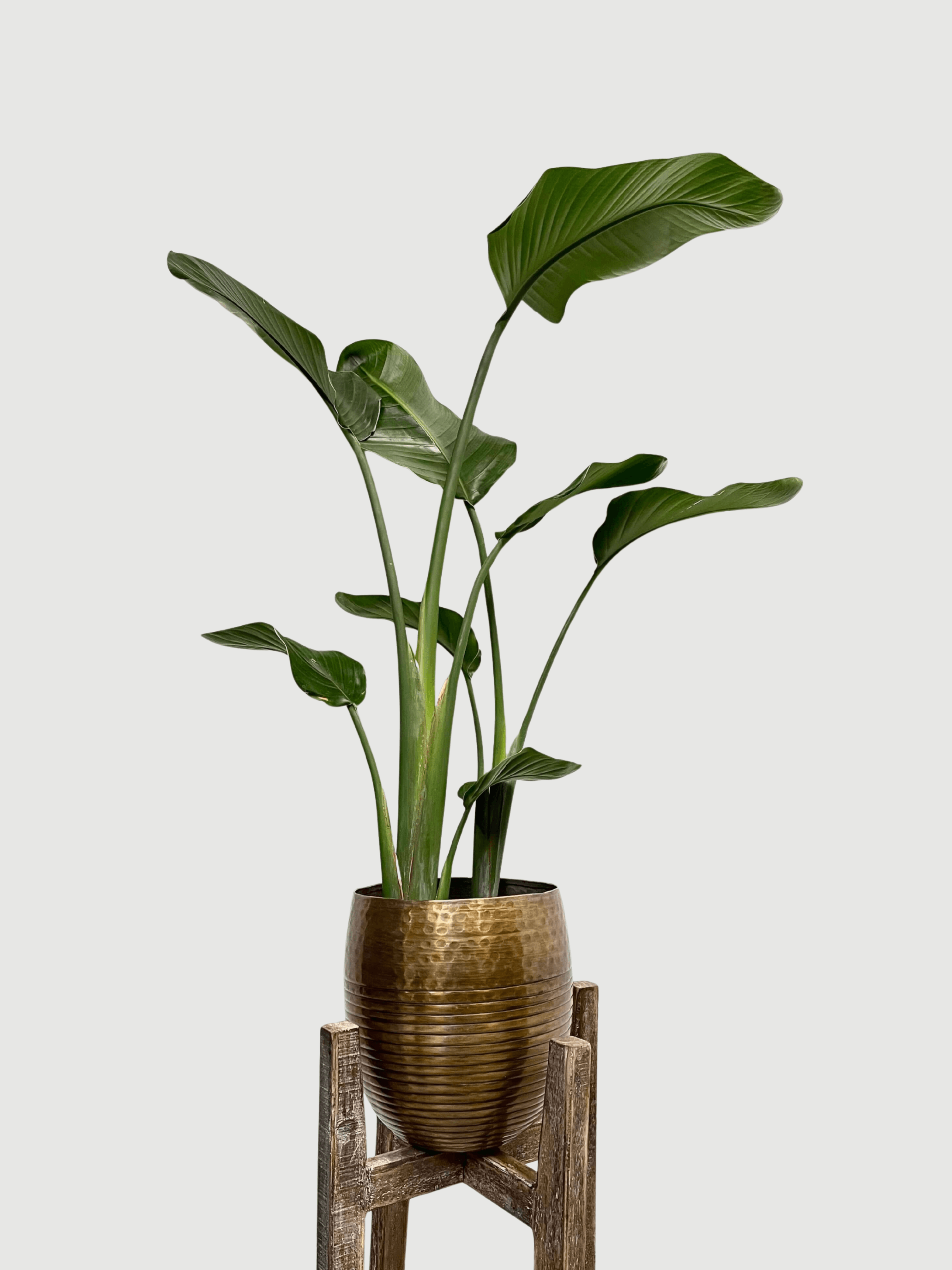 Strelitzia Nicolai - White Bird of Paradise in Metal Plant Pot