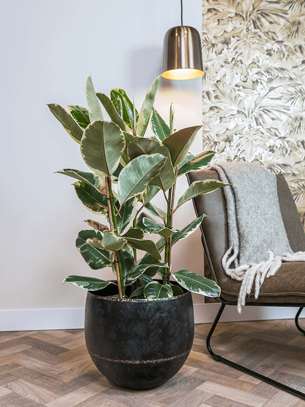 Black Plant Pot - Belia Vintage Metal Pot - Multiple Sizes